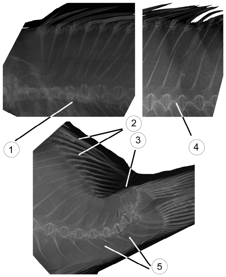 Preprints 237914 g005