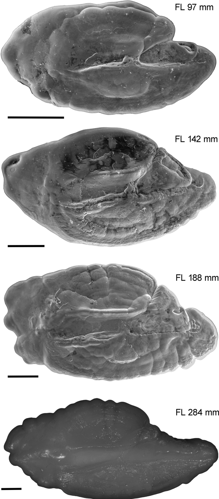 Preprints 237914 g006