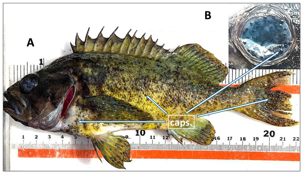 Preprints 237914 g012