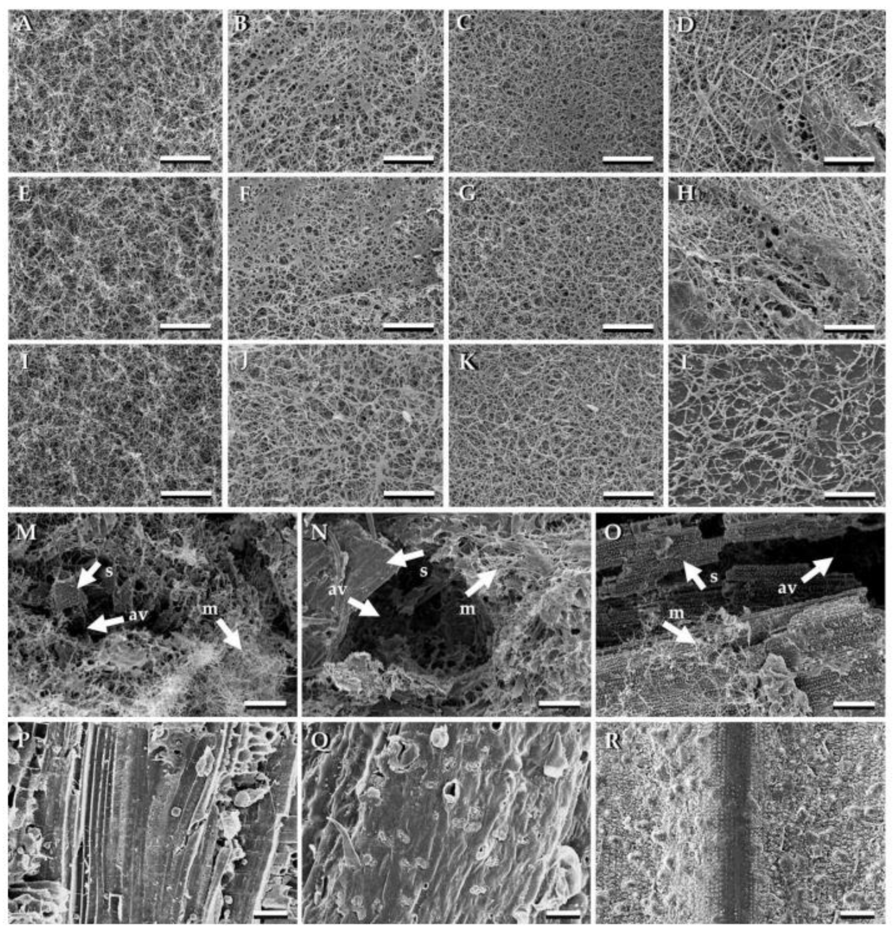 Preprints 164986 g009