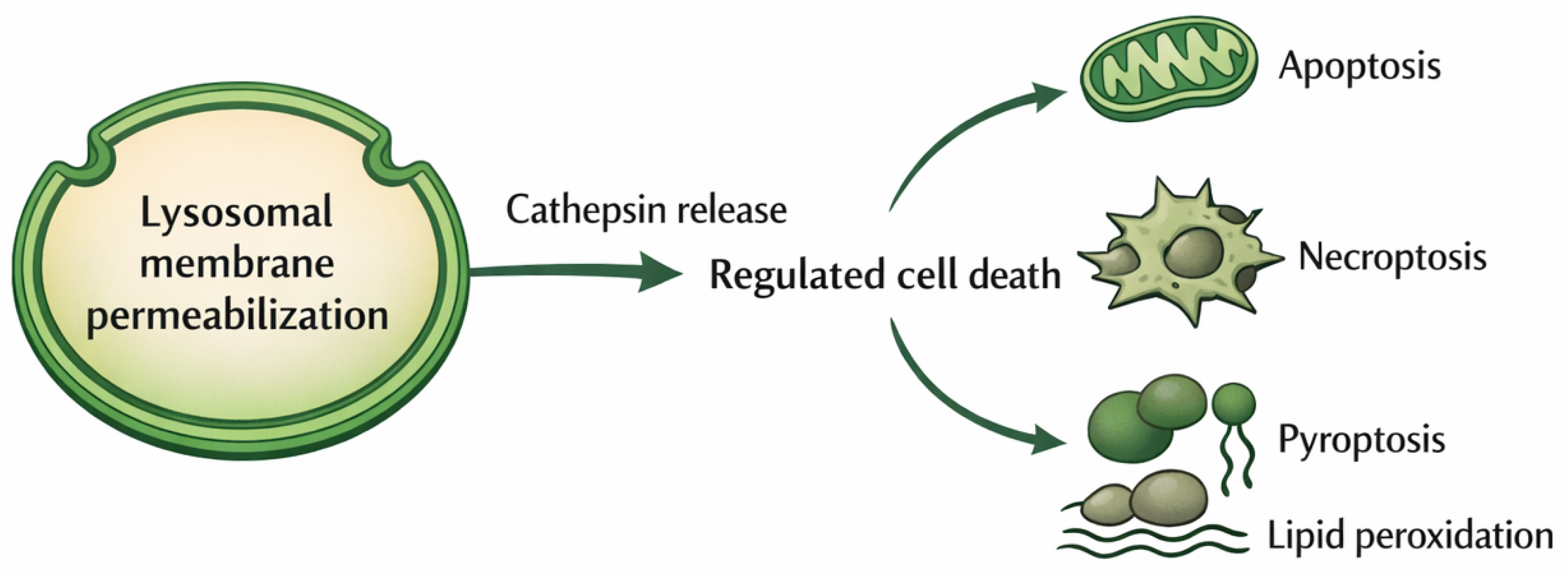 Preprints 207005 g006