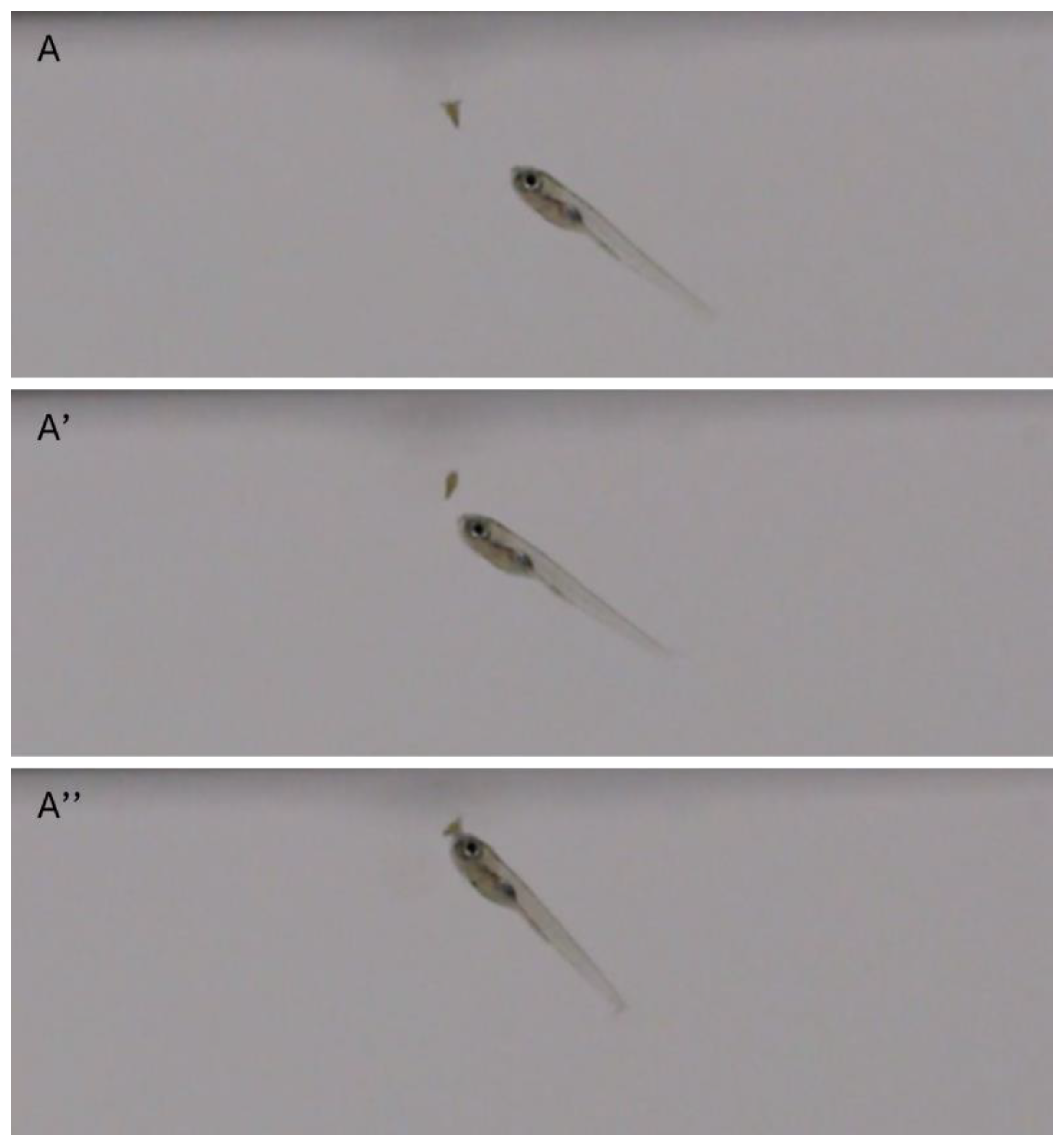 Preprints 167740 g001