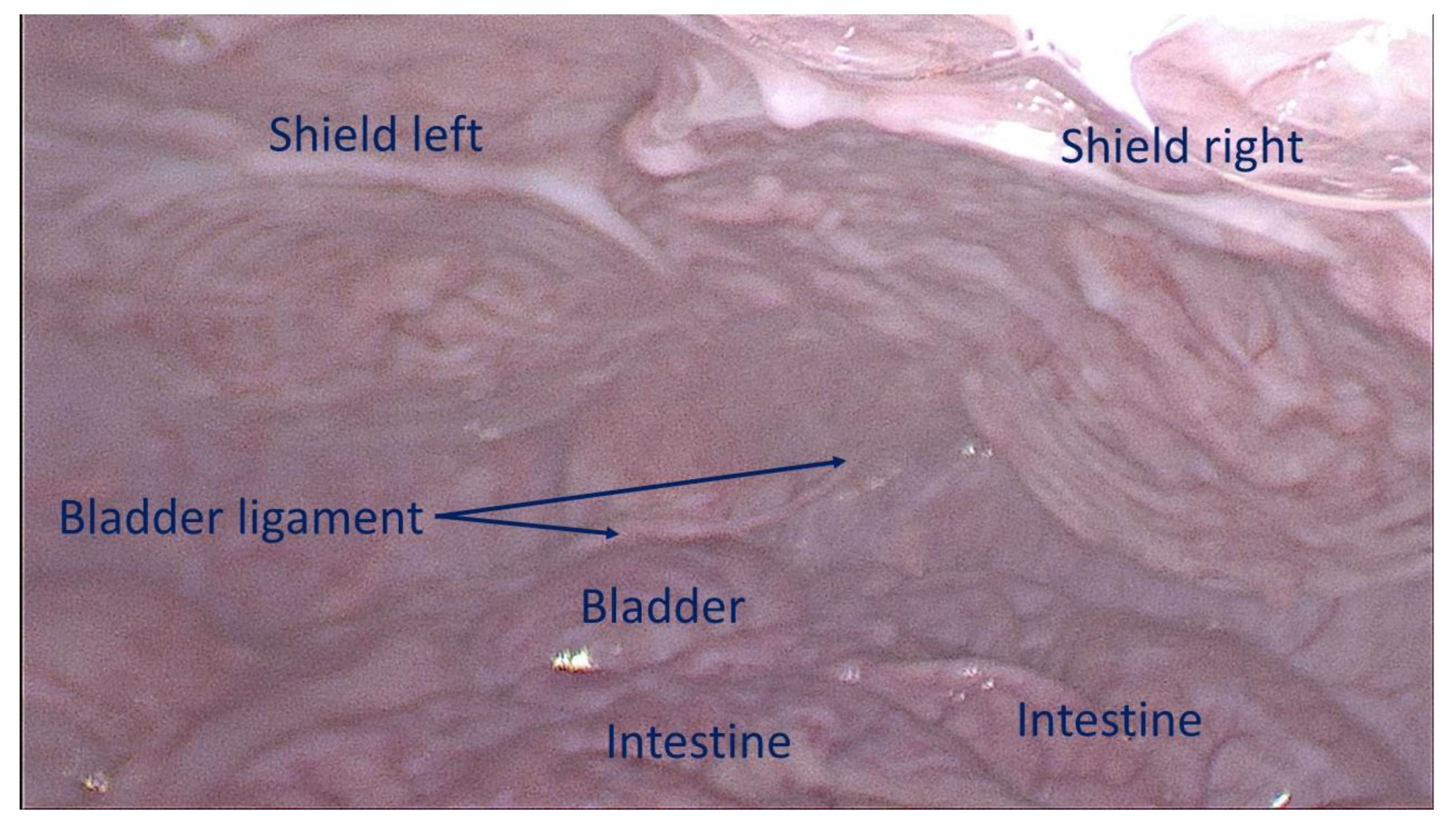 Preprints 149654 g007