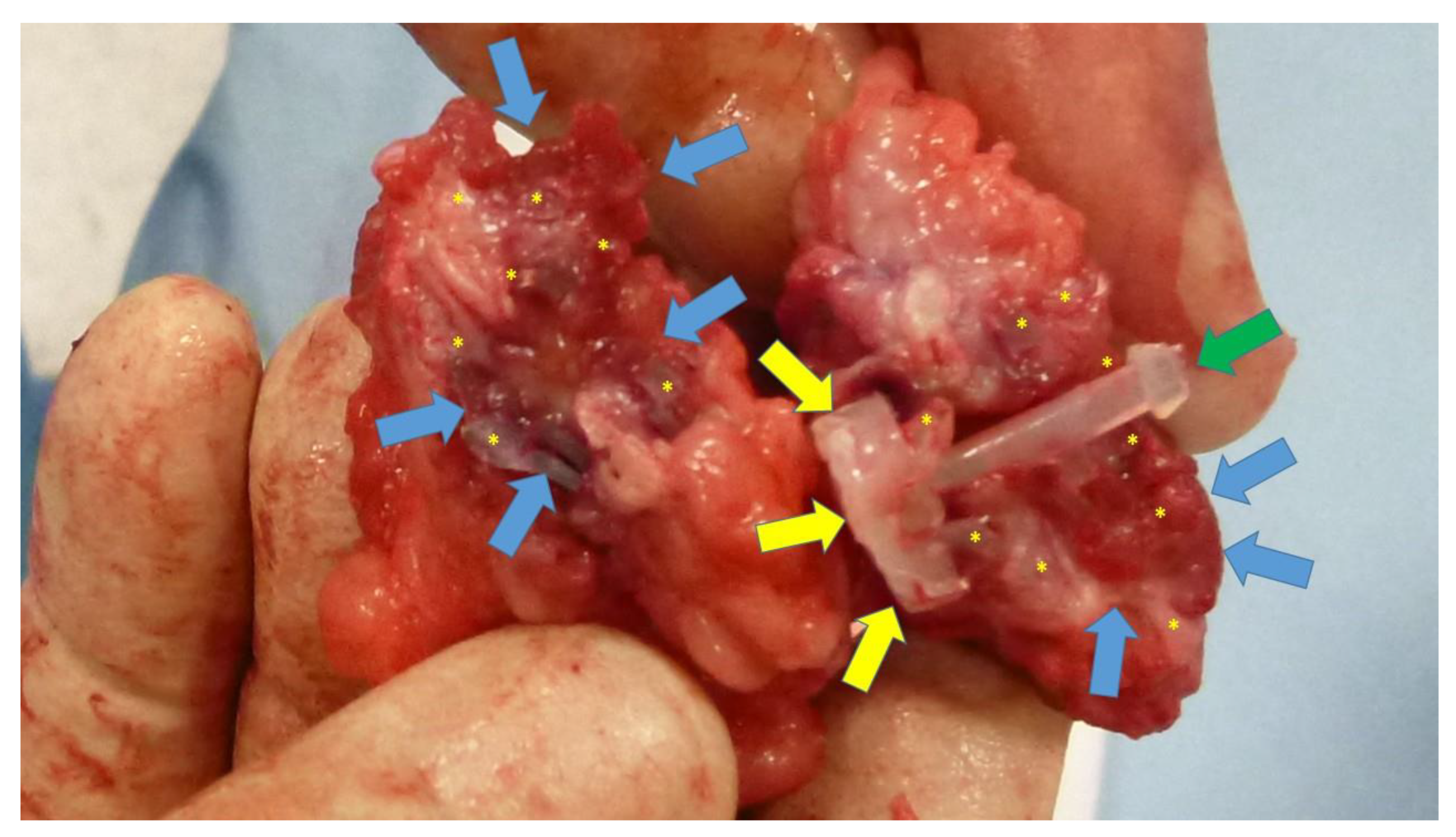 Preprints 149654 g009