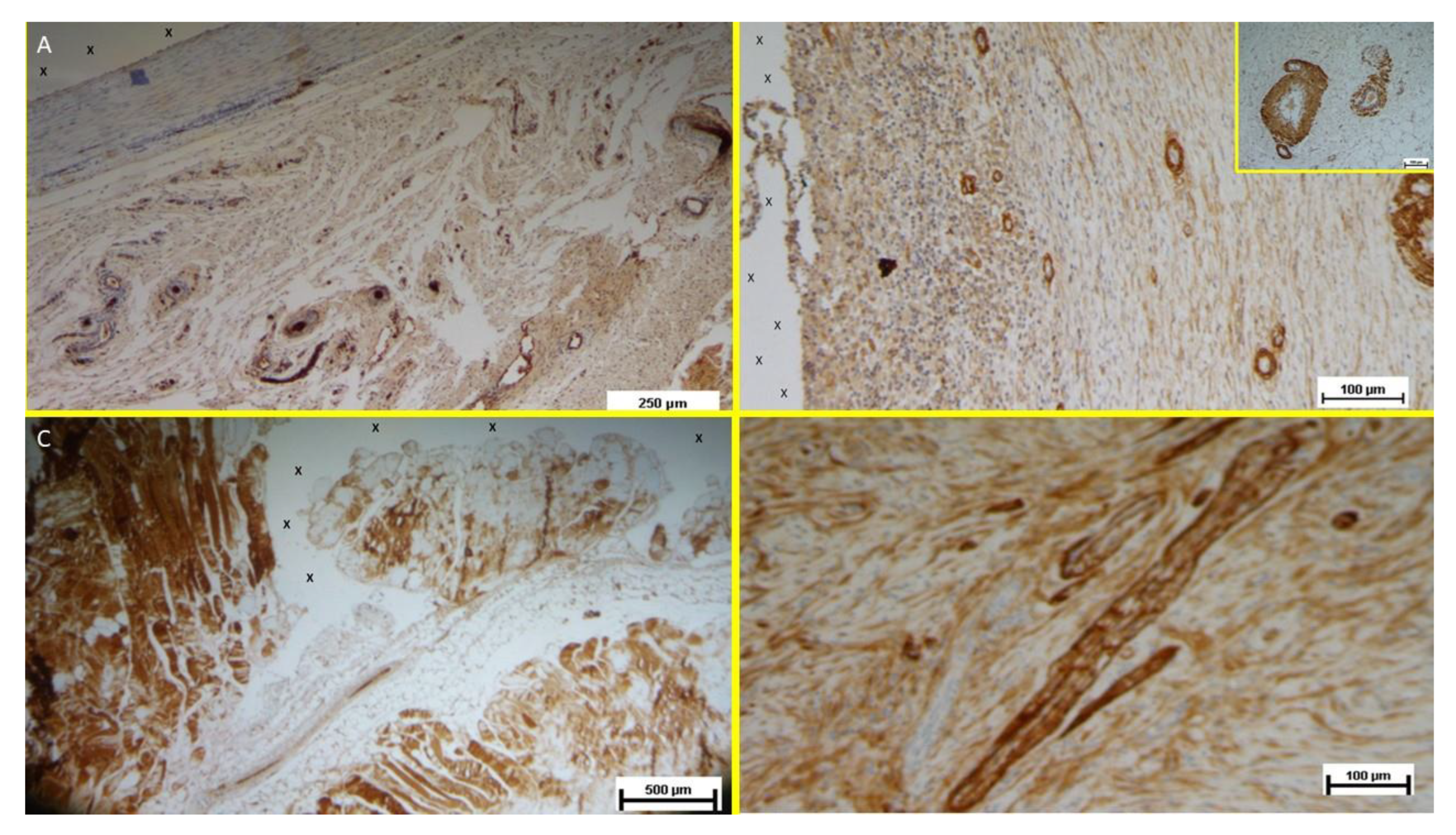 Preprints 149654 g012