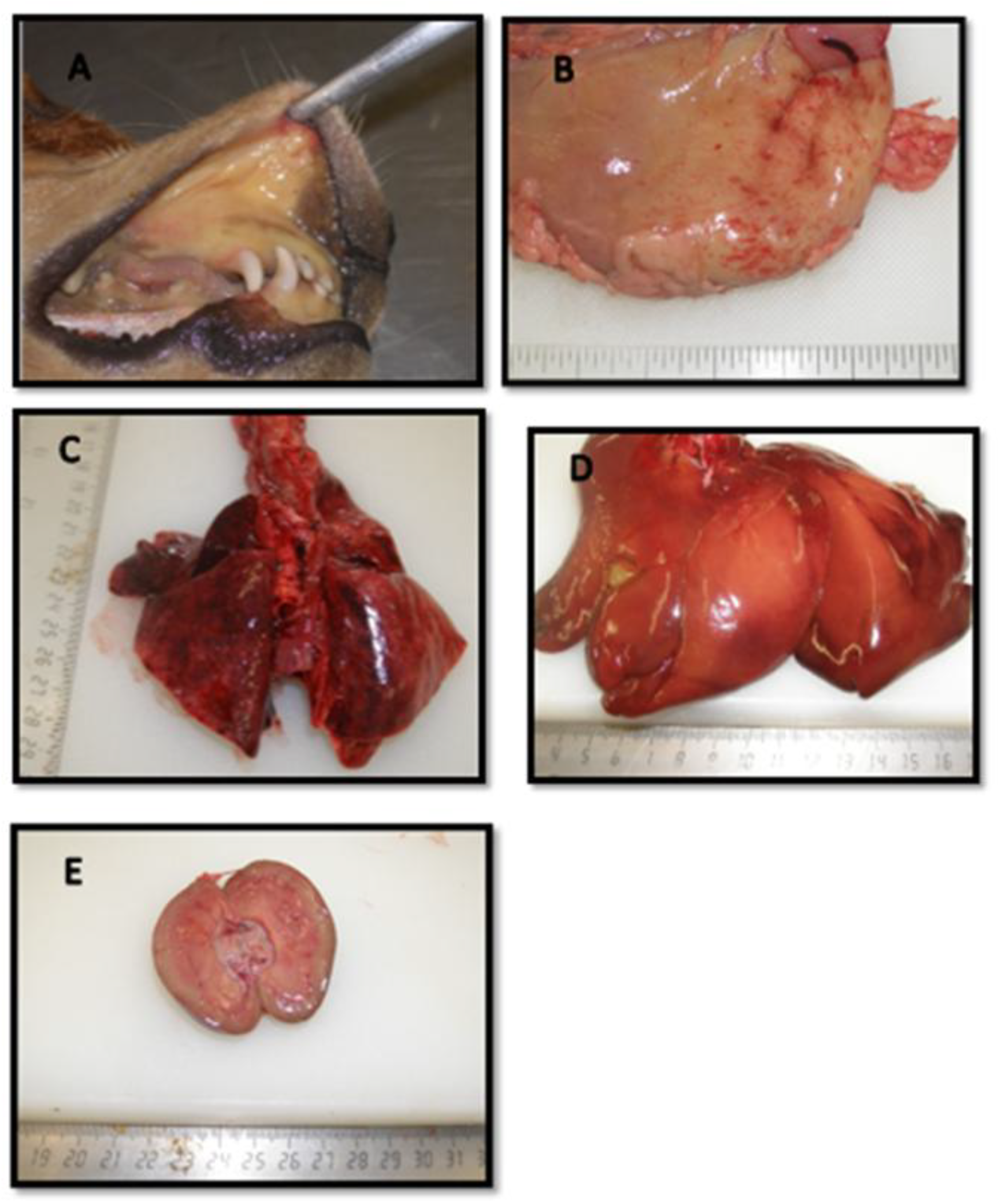 Preprints 157788 g011