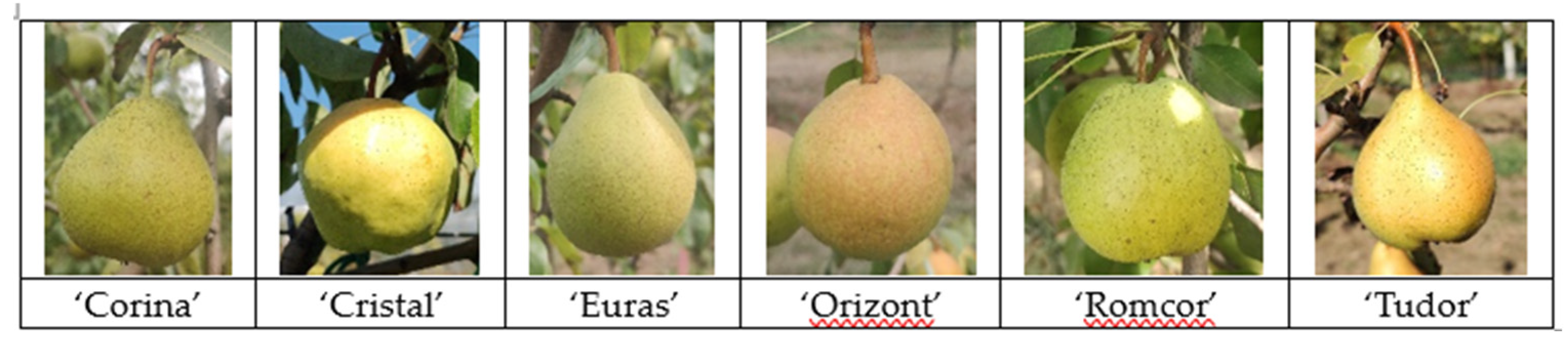 Preprints 121968 g001