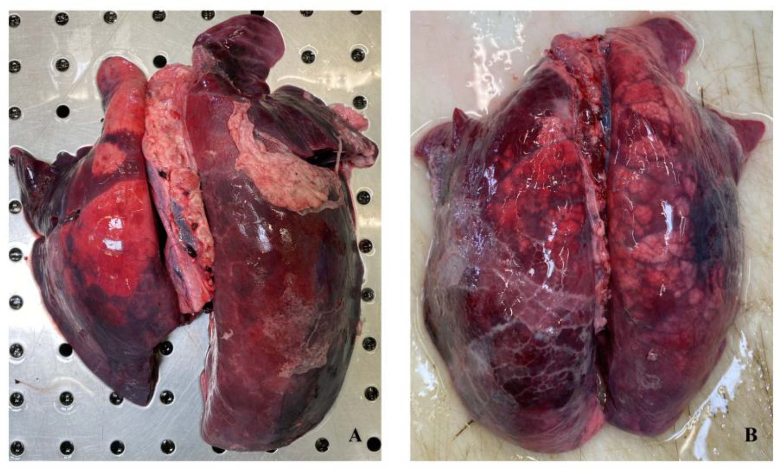 Preprints 107727 g002