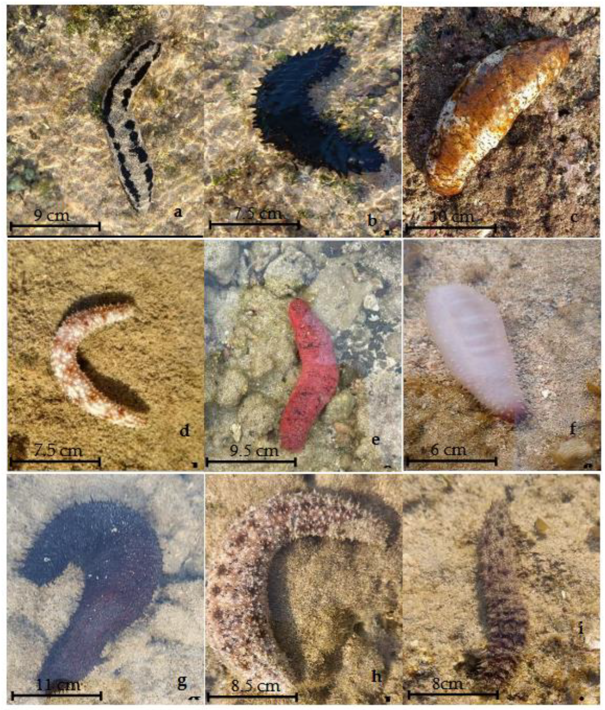 Preprints 180967 g002