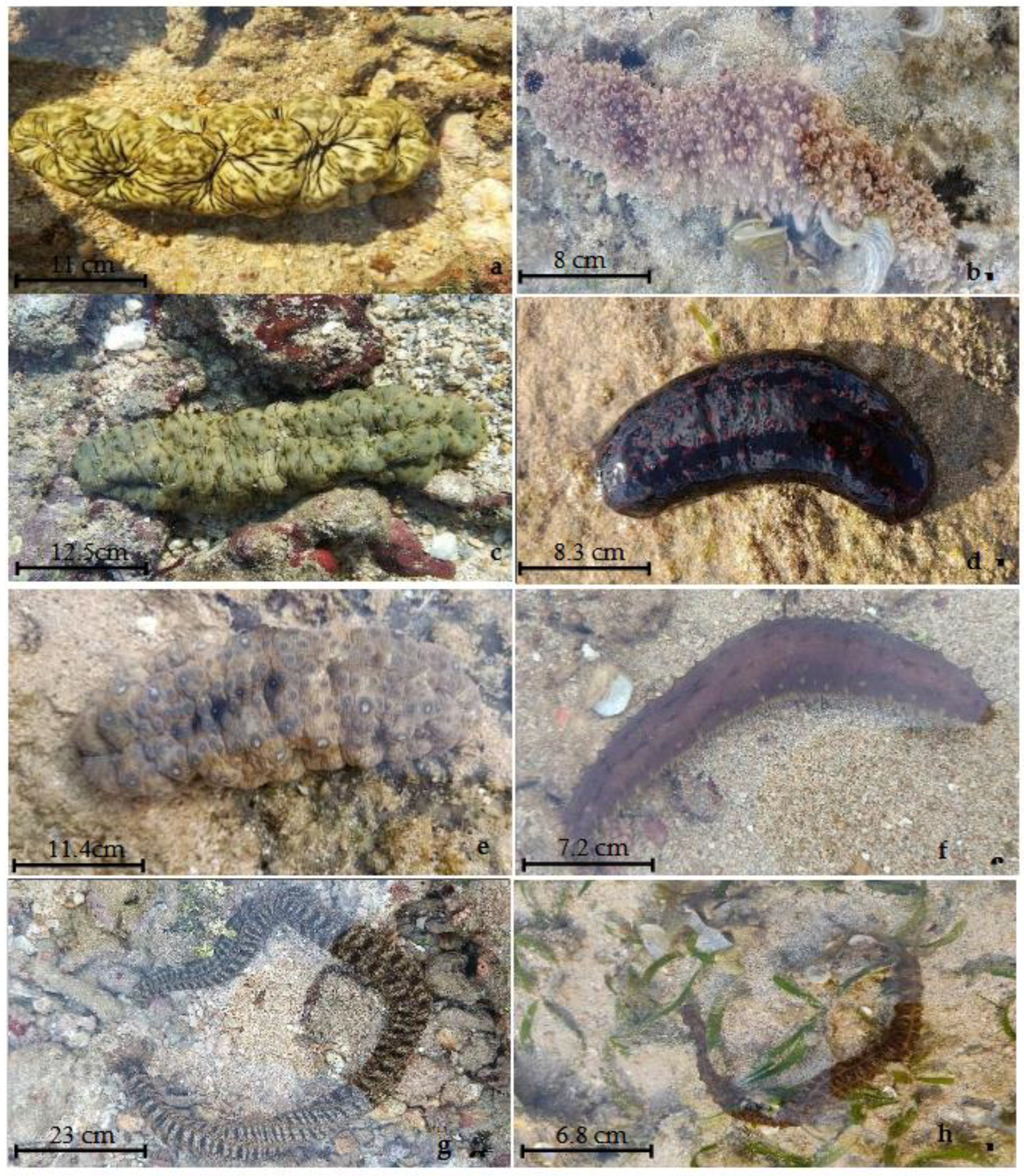 Preprints 180967 g003