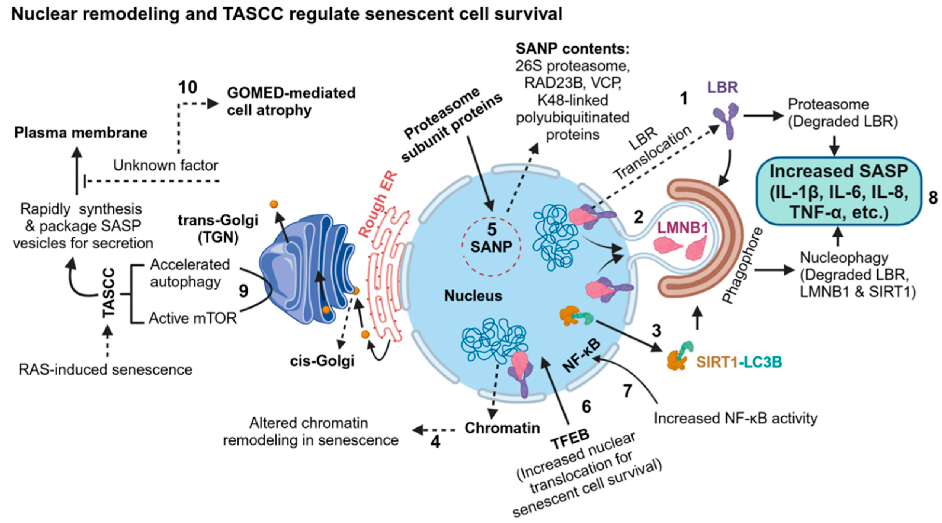 Preprints 121022 g008