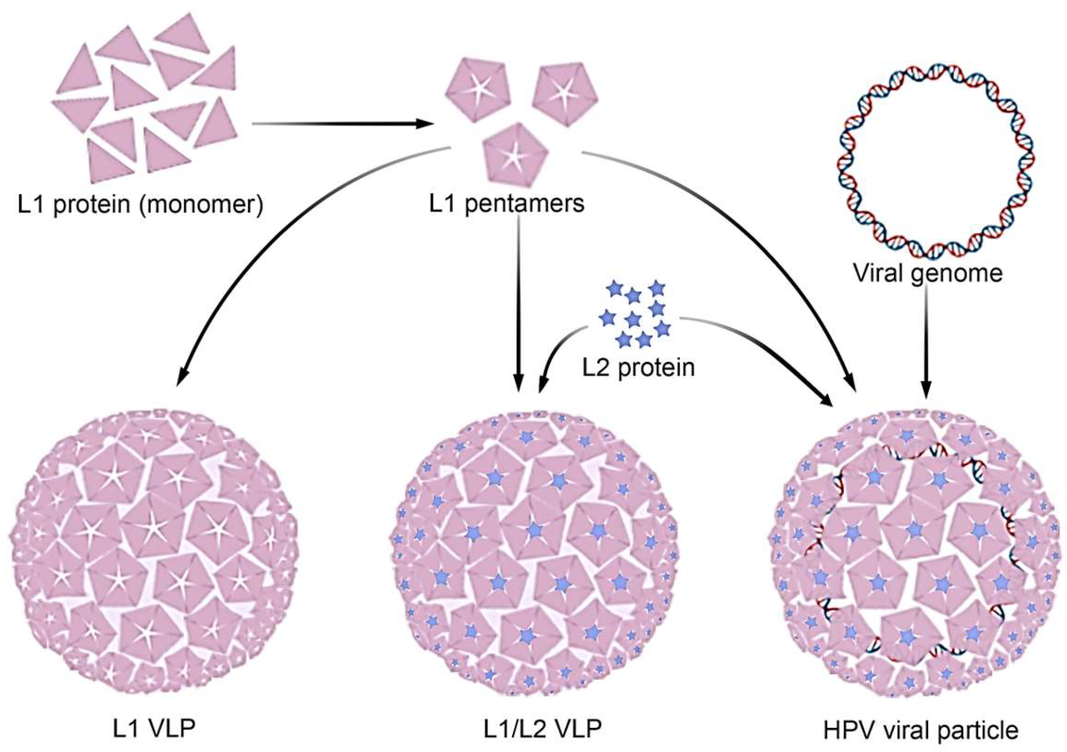 Preprints 152036 g001