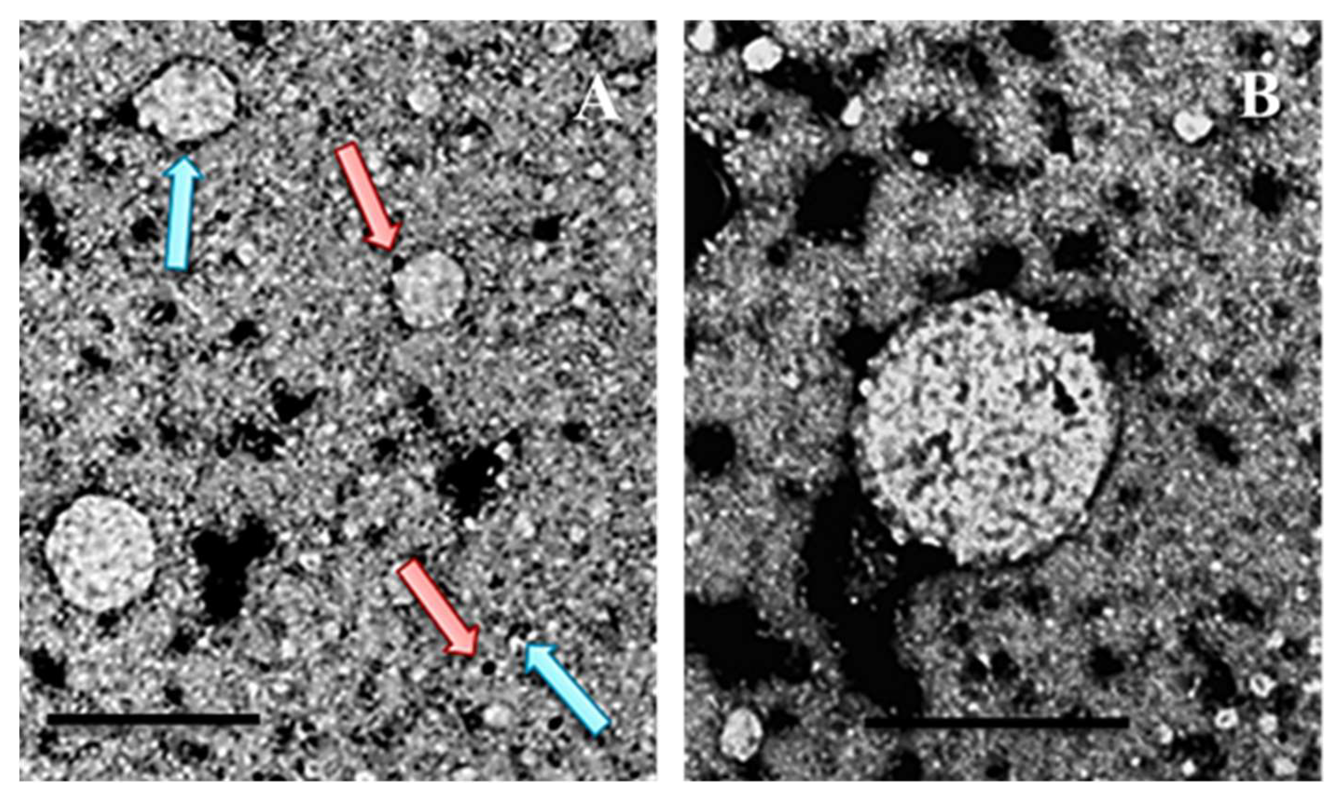 Preprints 152036 g004