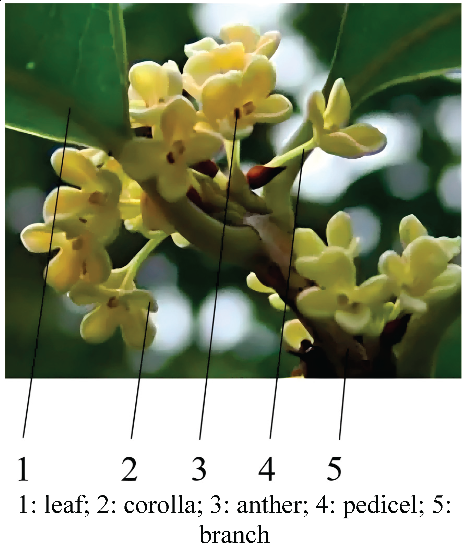 Preprints 209510 g002