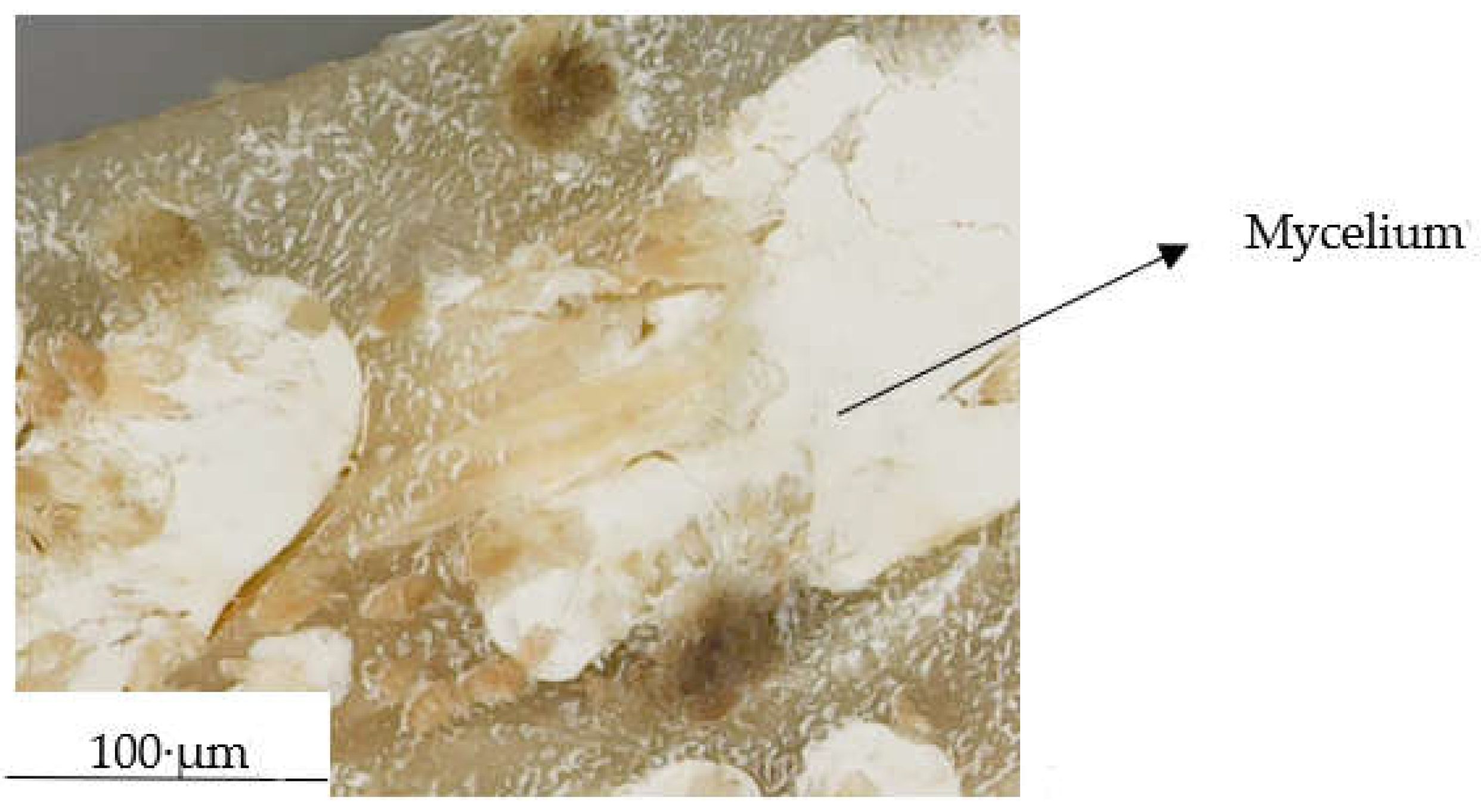 Preprints 158560 g016