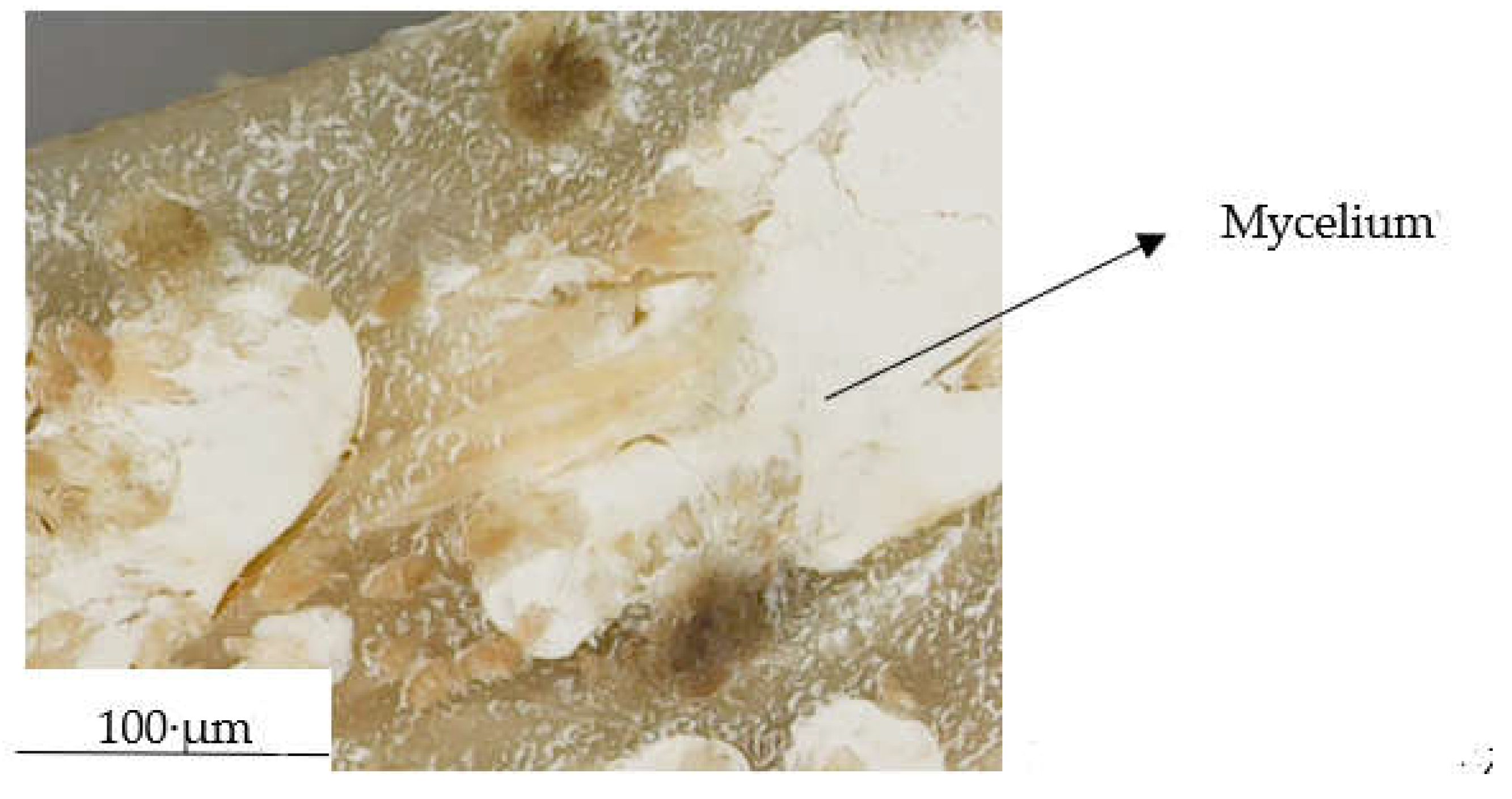 Preprints 158560 g017