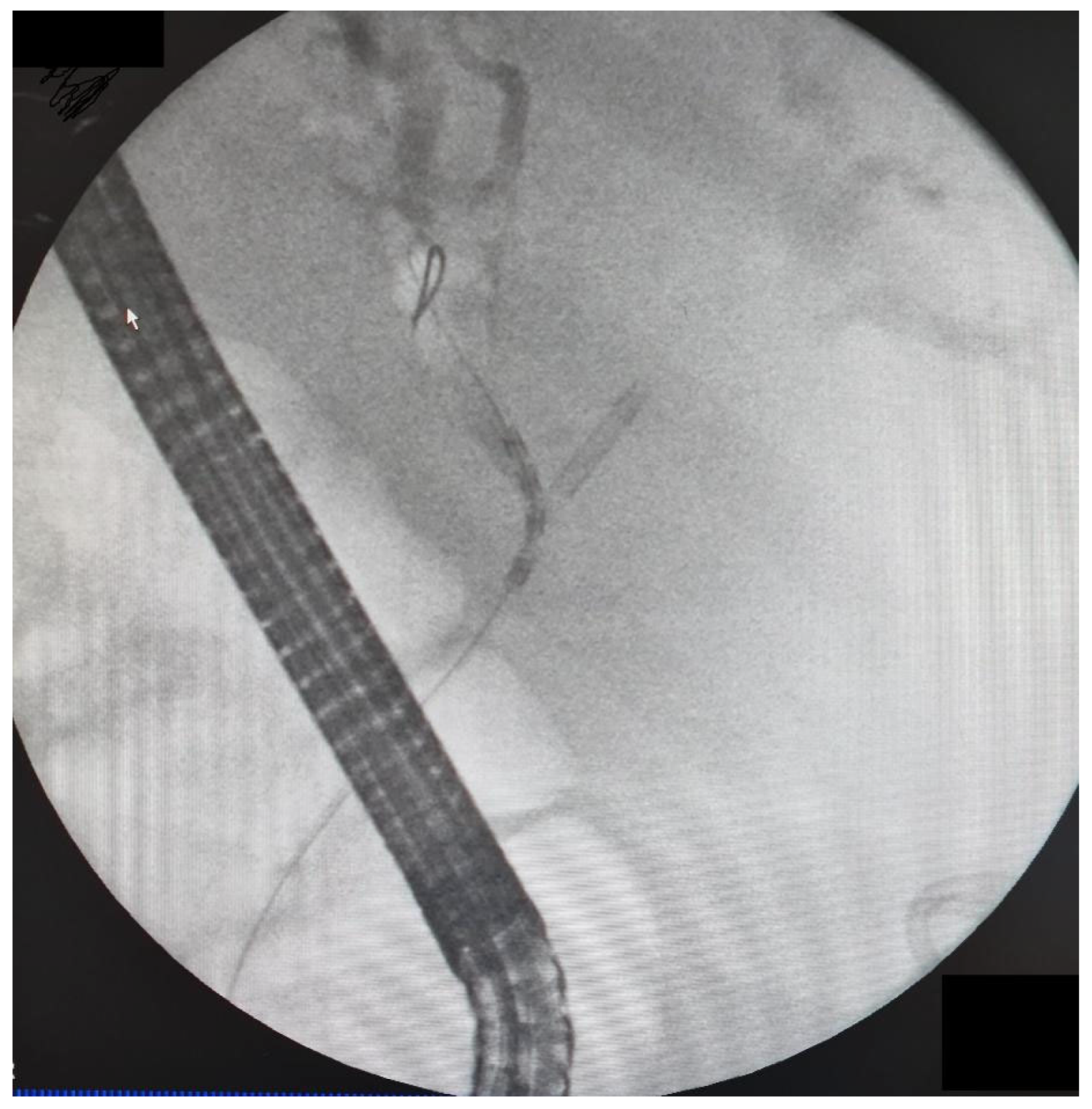 Preprints 186668 g002