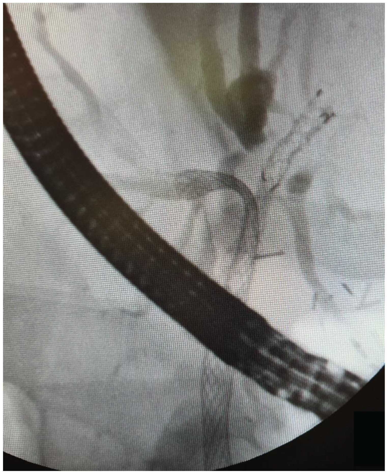 Preprints 186668 g004