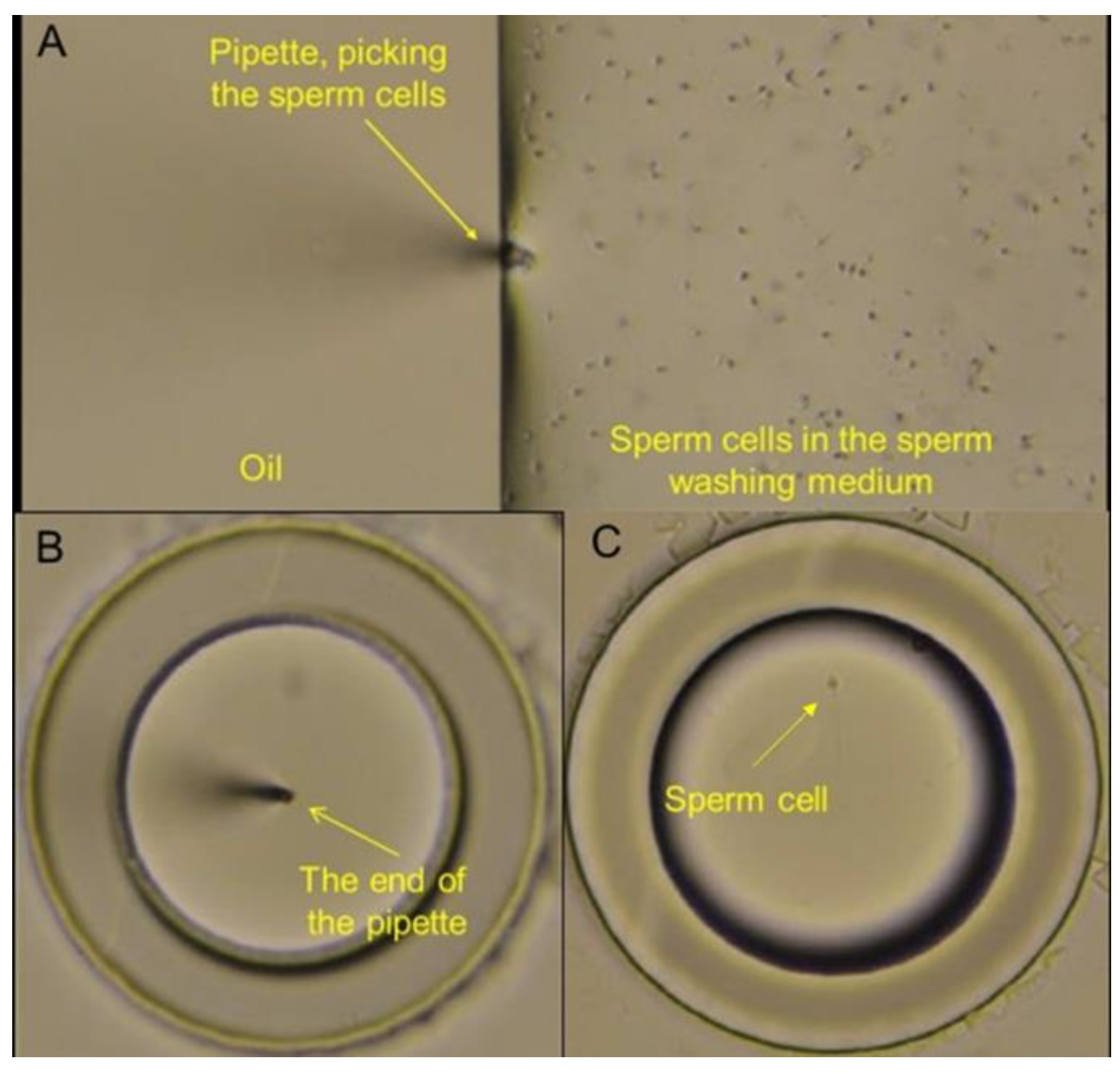 Preprints 142448 g009
