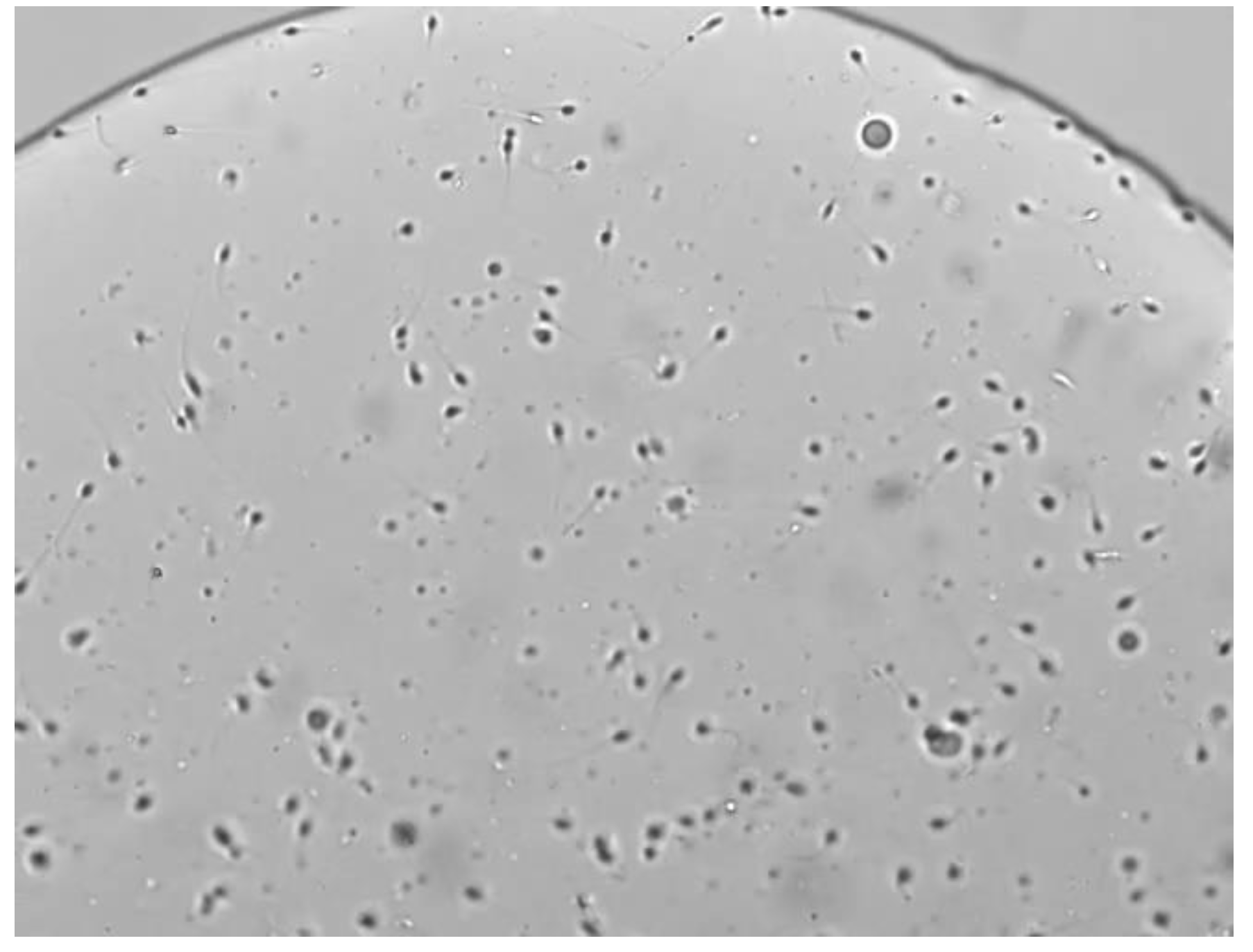 Preprints 142448 i001