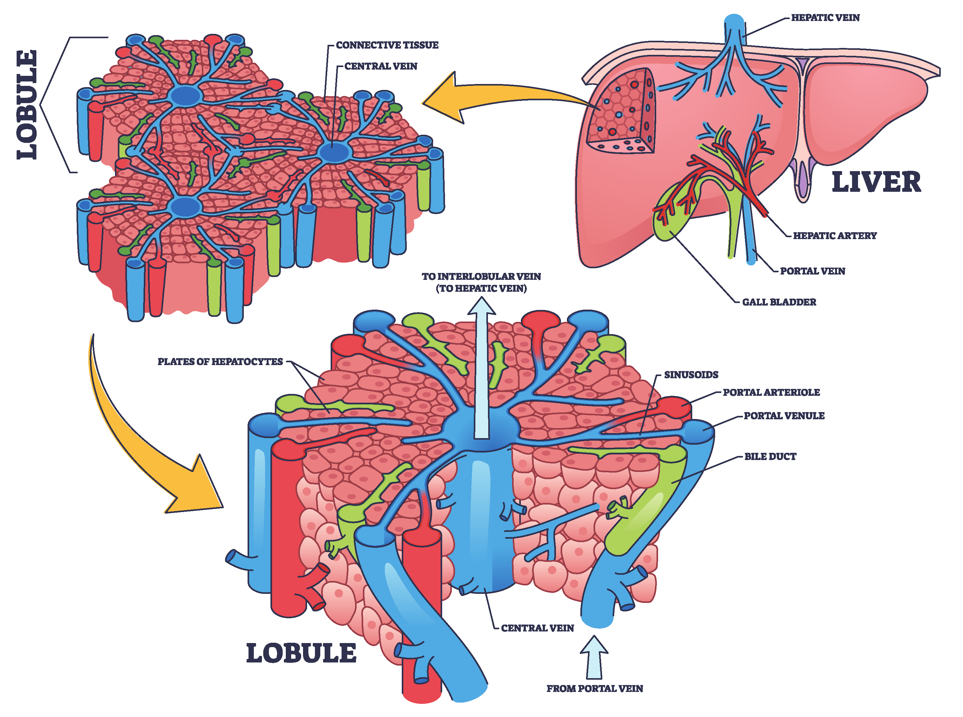 Preprints 145882 g001