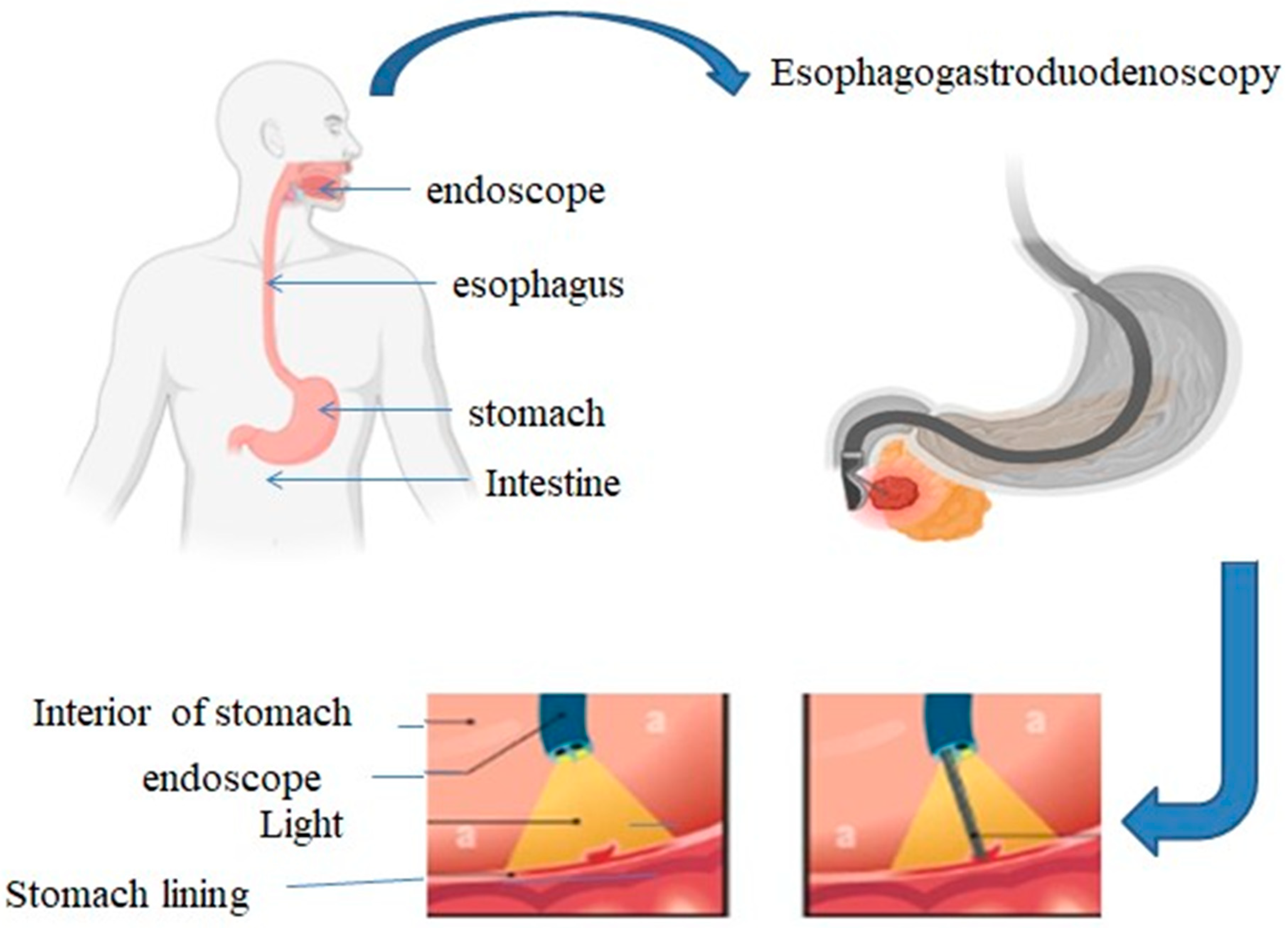 Preprints 141547 g001