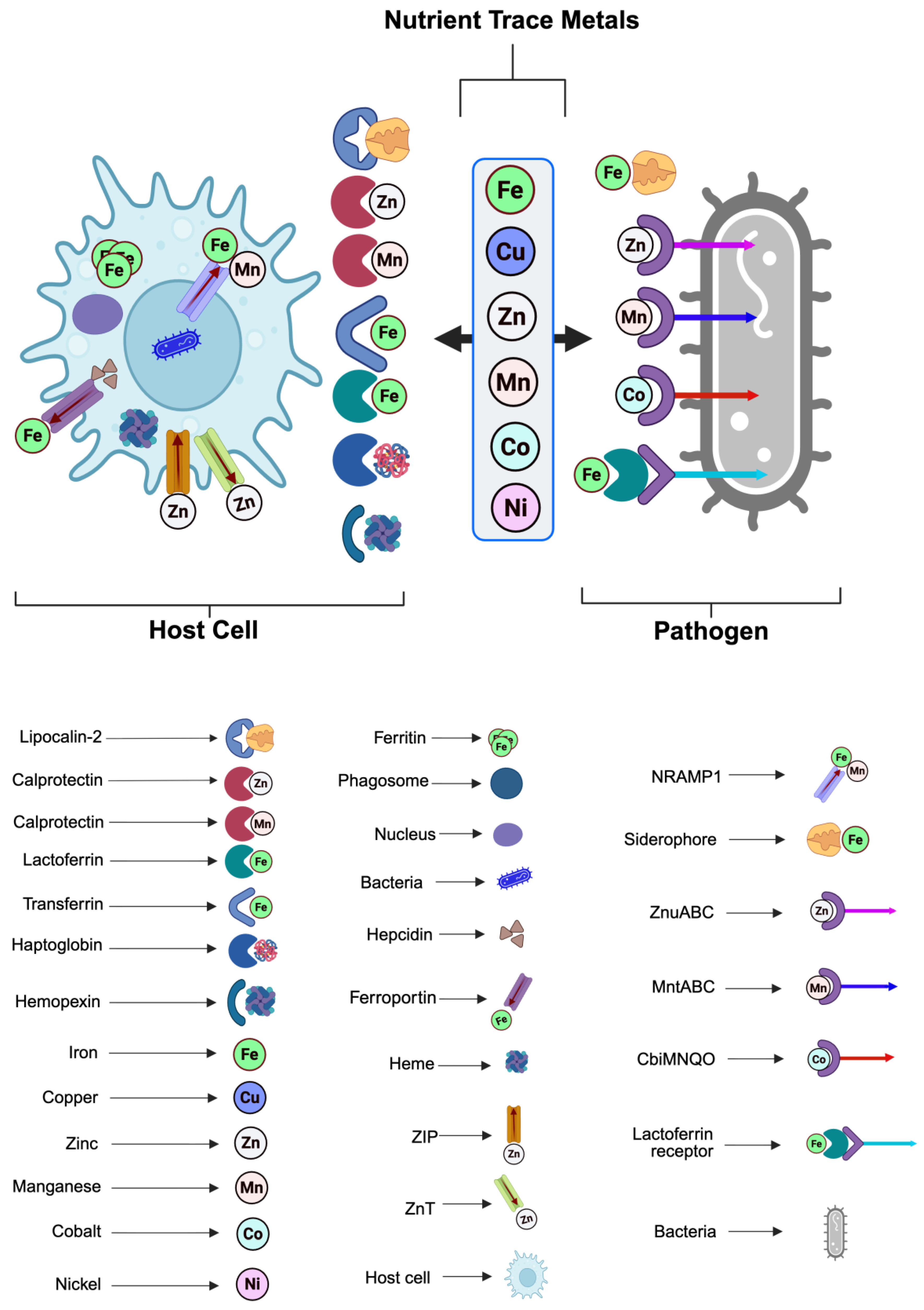 Preprints 187048 g002