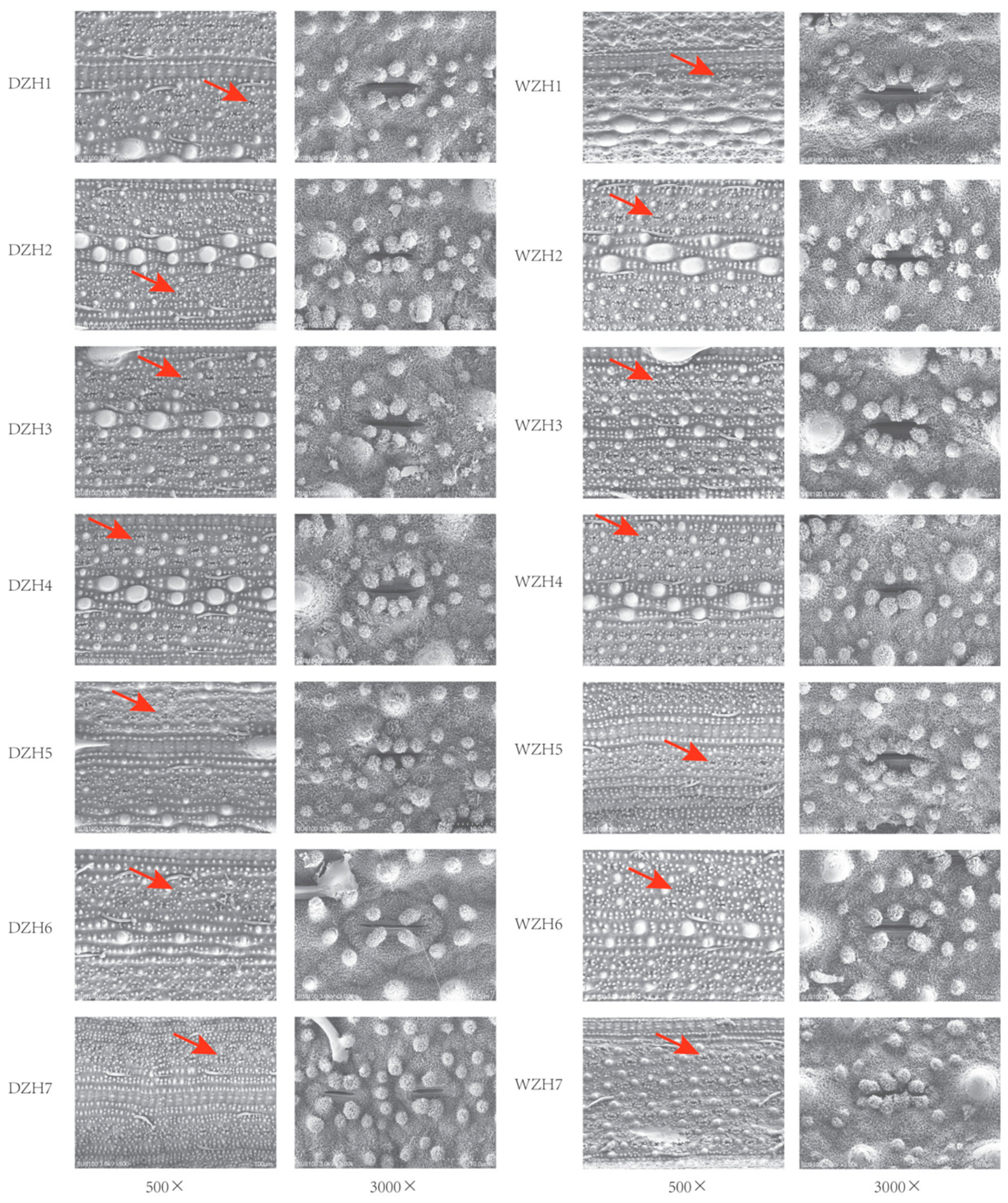 Preprints 224329 g002 Preprints 224329 g002