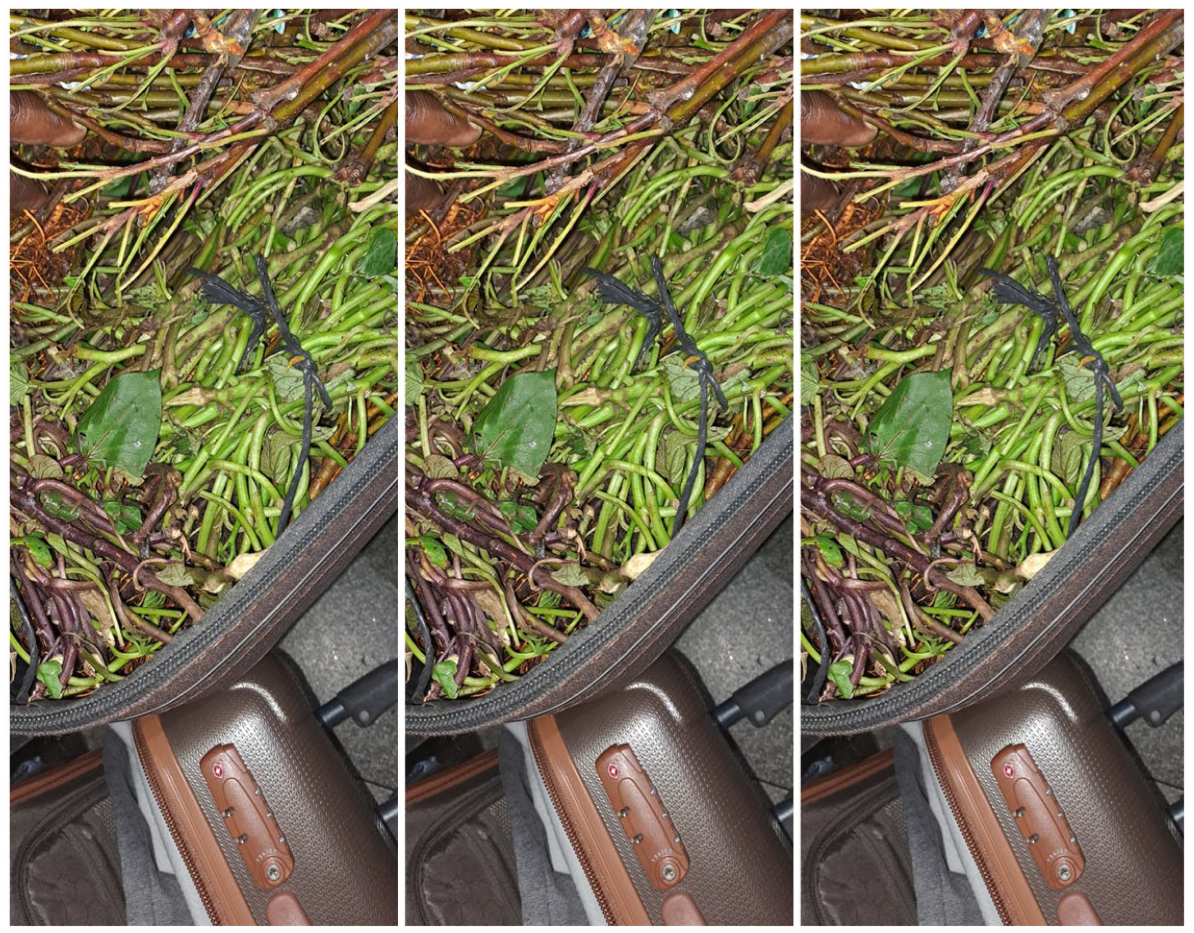 Preprints 171633 g004