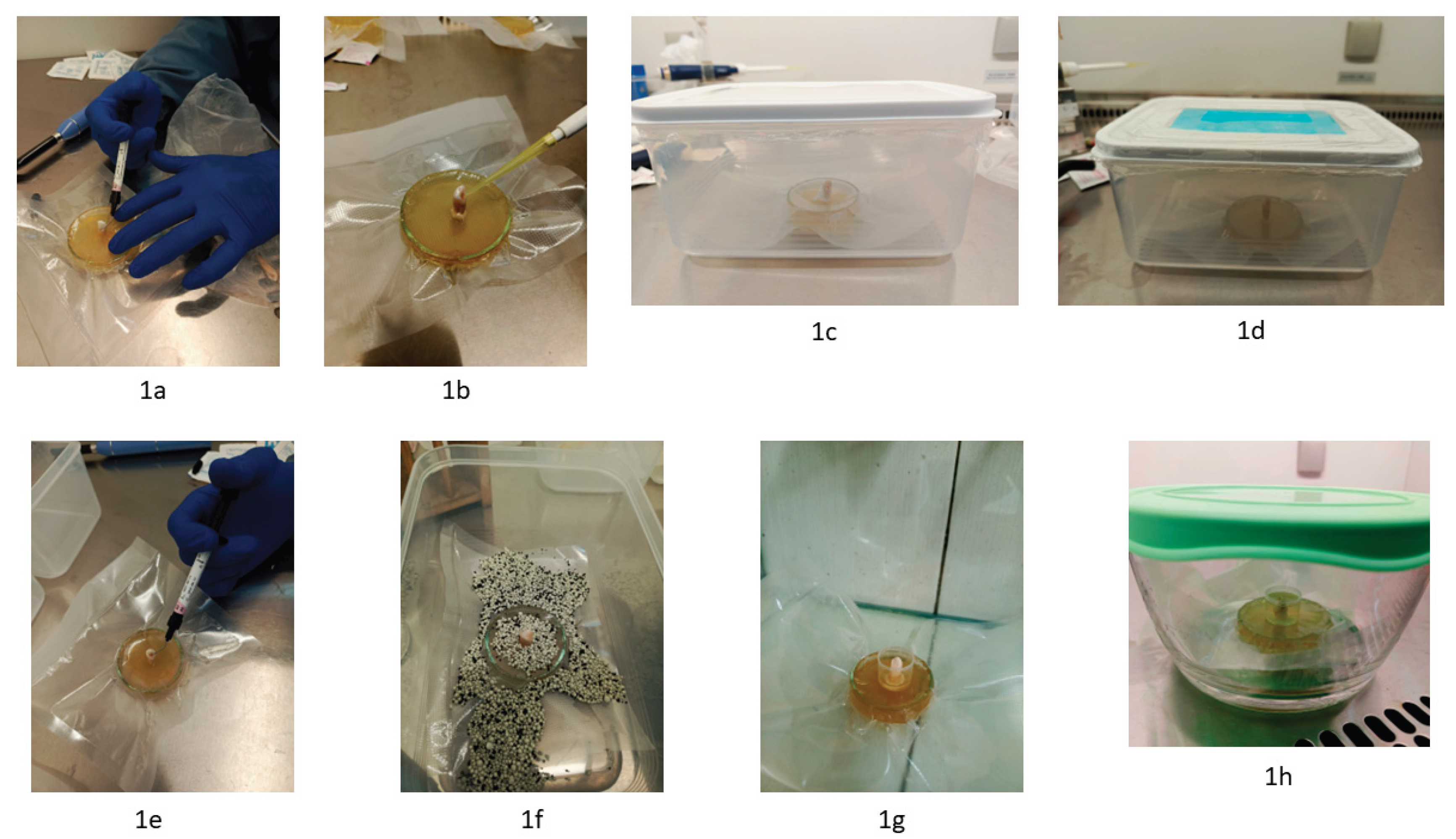Preprints 220753 g001 Preprints 220753 g001
