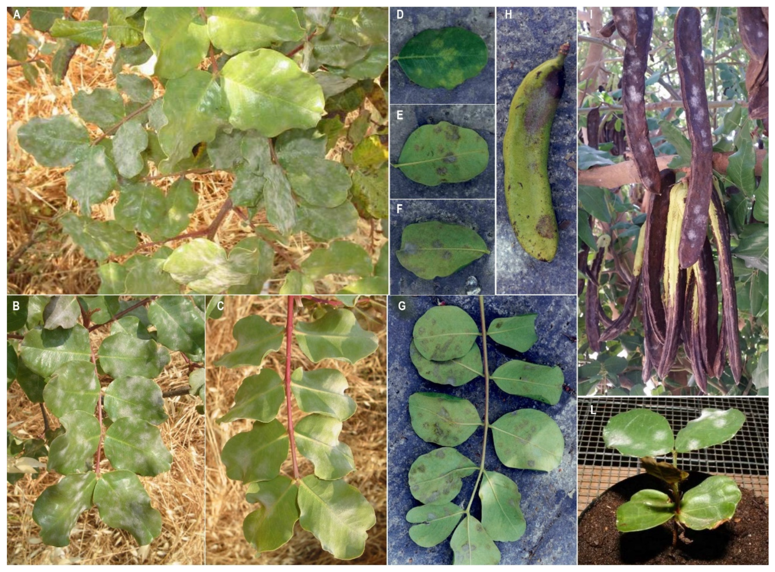 Preprints 86677 g002