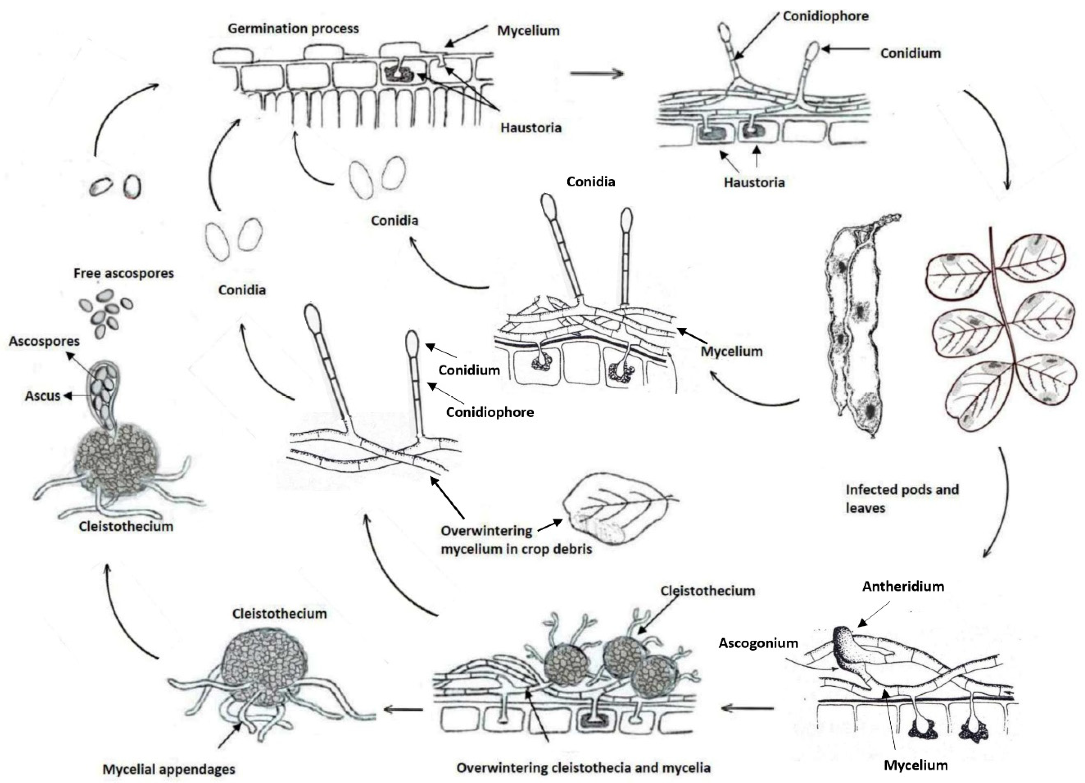 Preprints 86677 g003