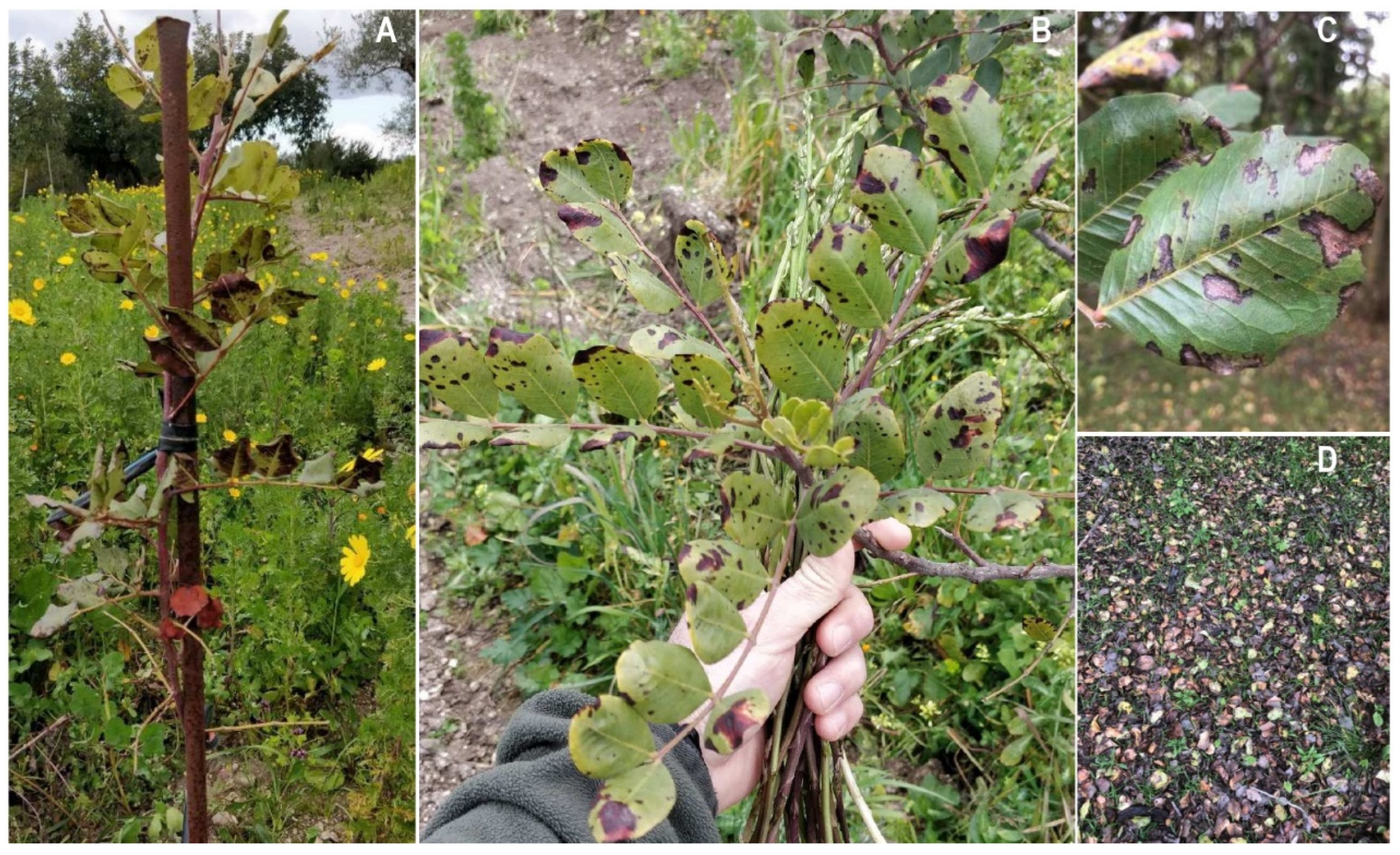 Preprints 86677 g004