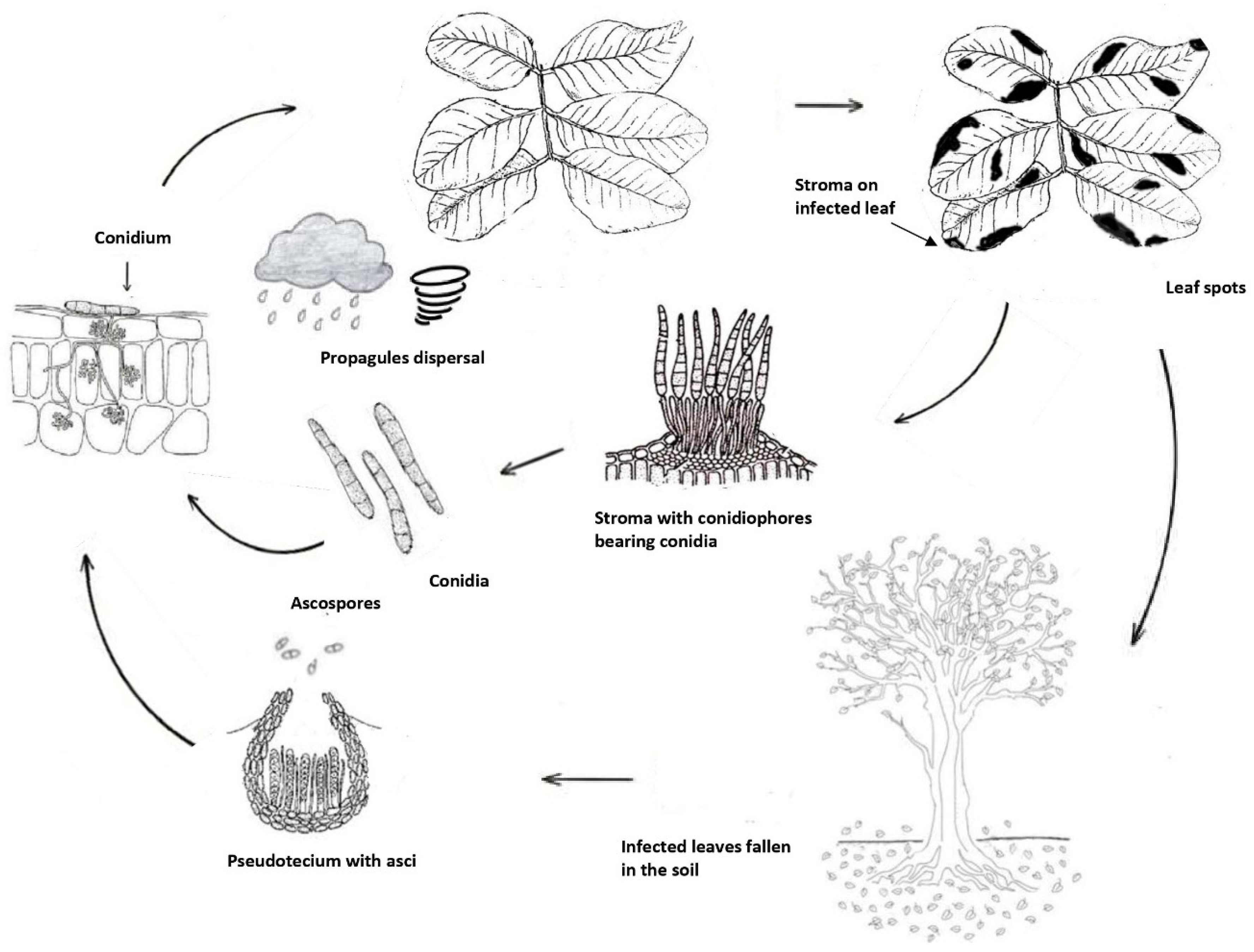 Preprints 86677 g005