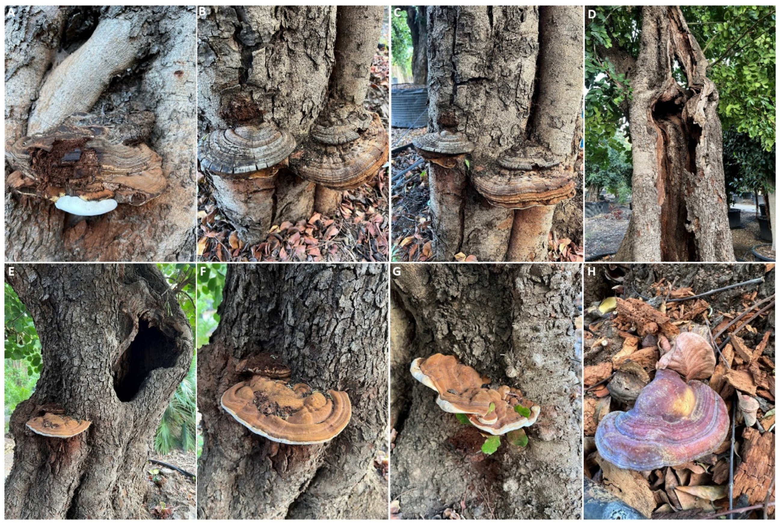 Preprints 86677 g007