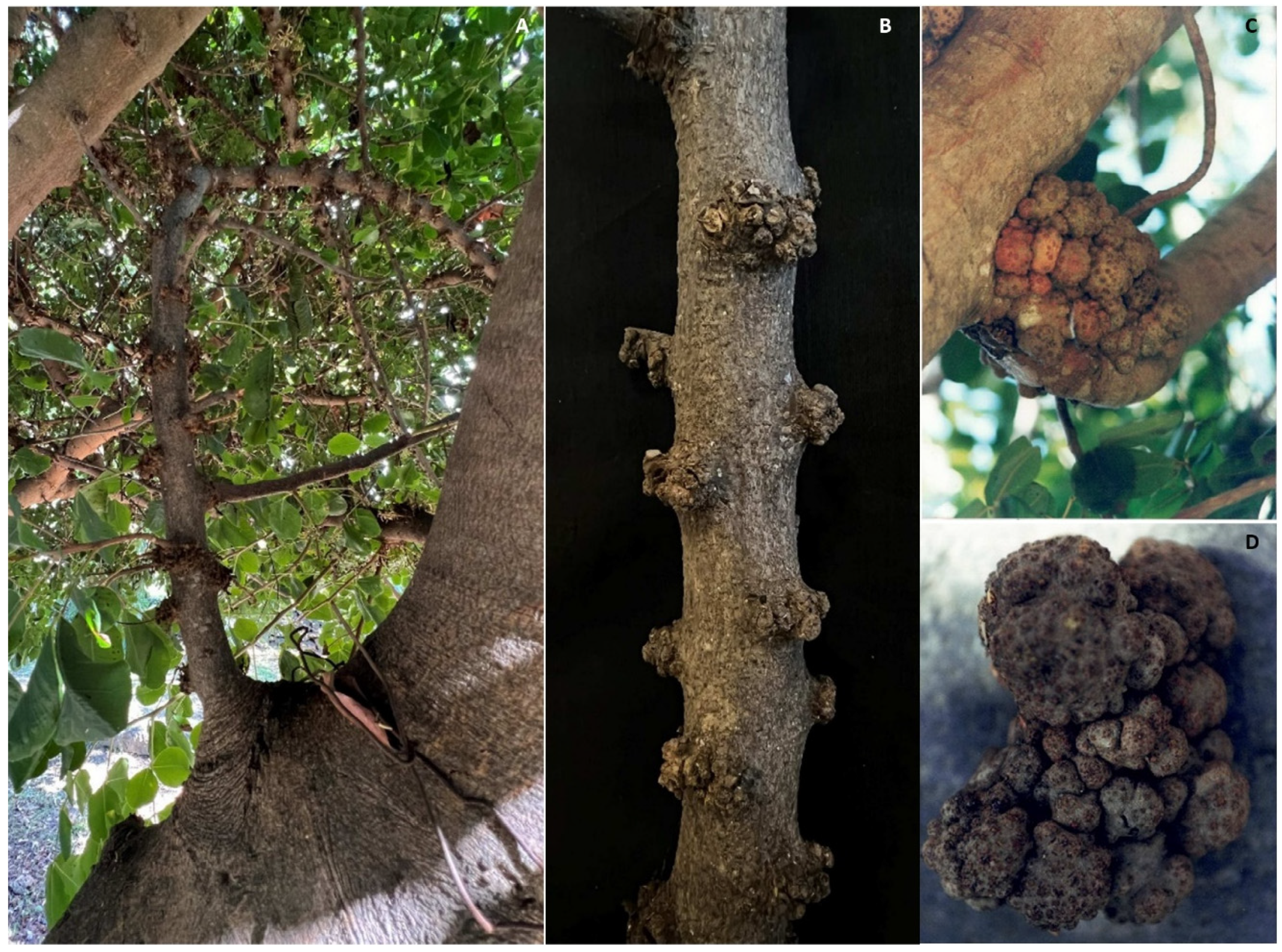 Preprints 86677 g008