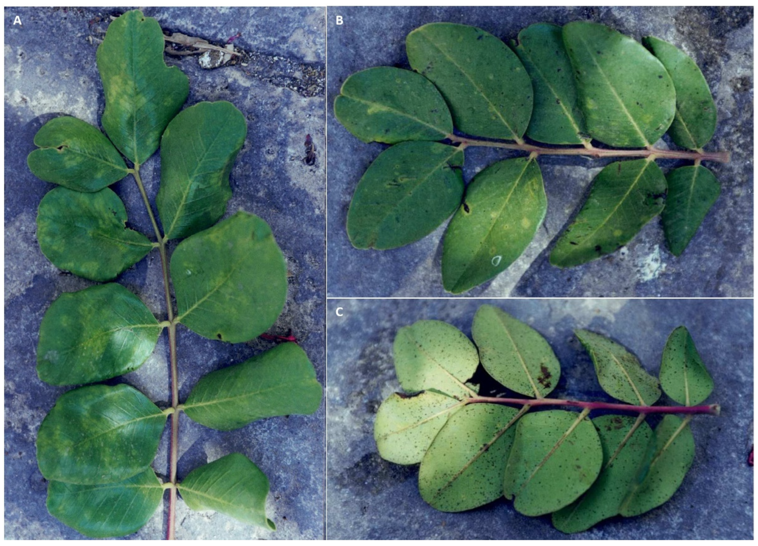 Preprints 86677 g009