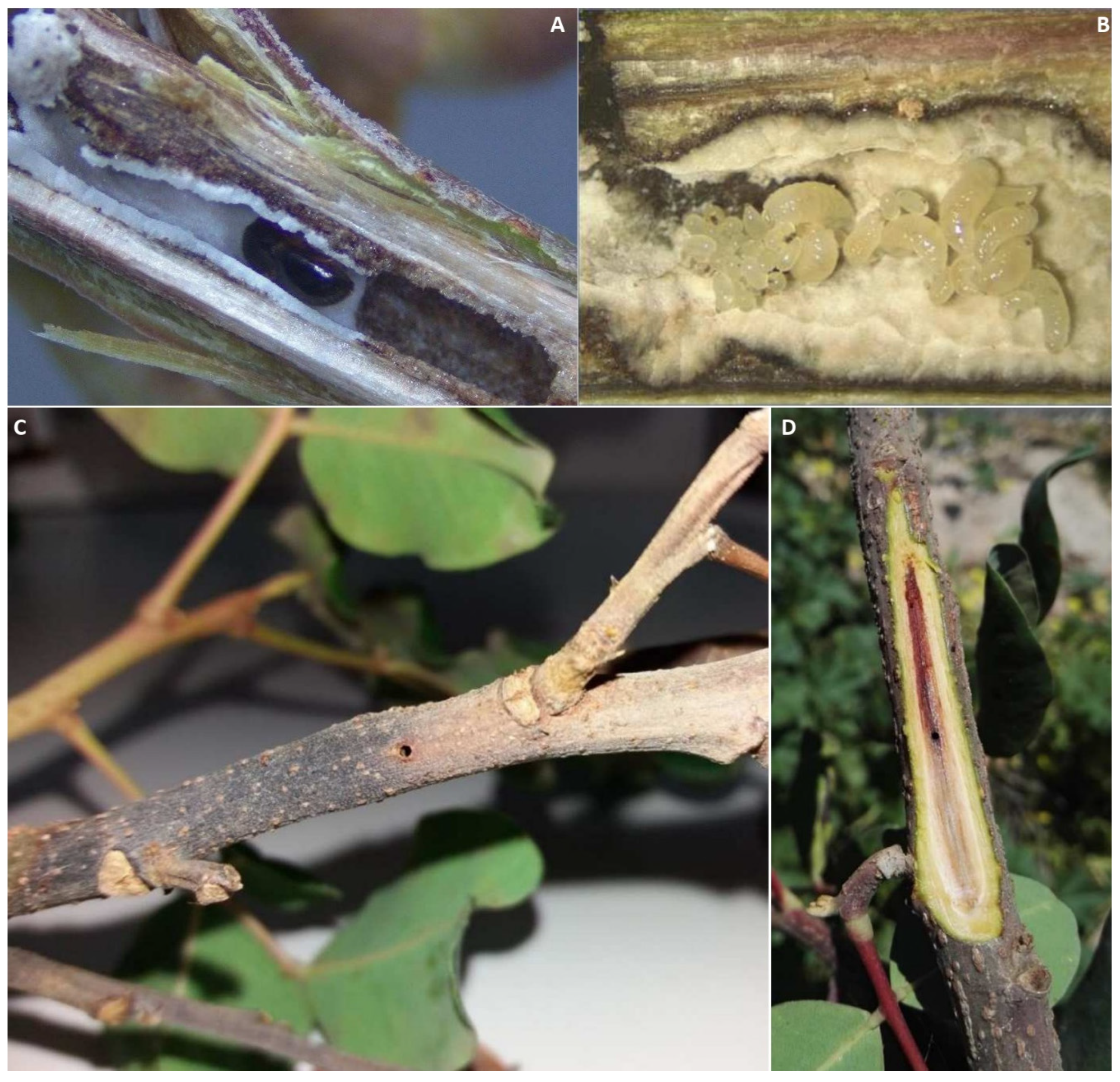 Preprints 86677 g010