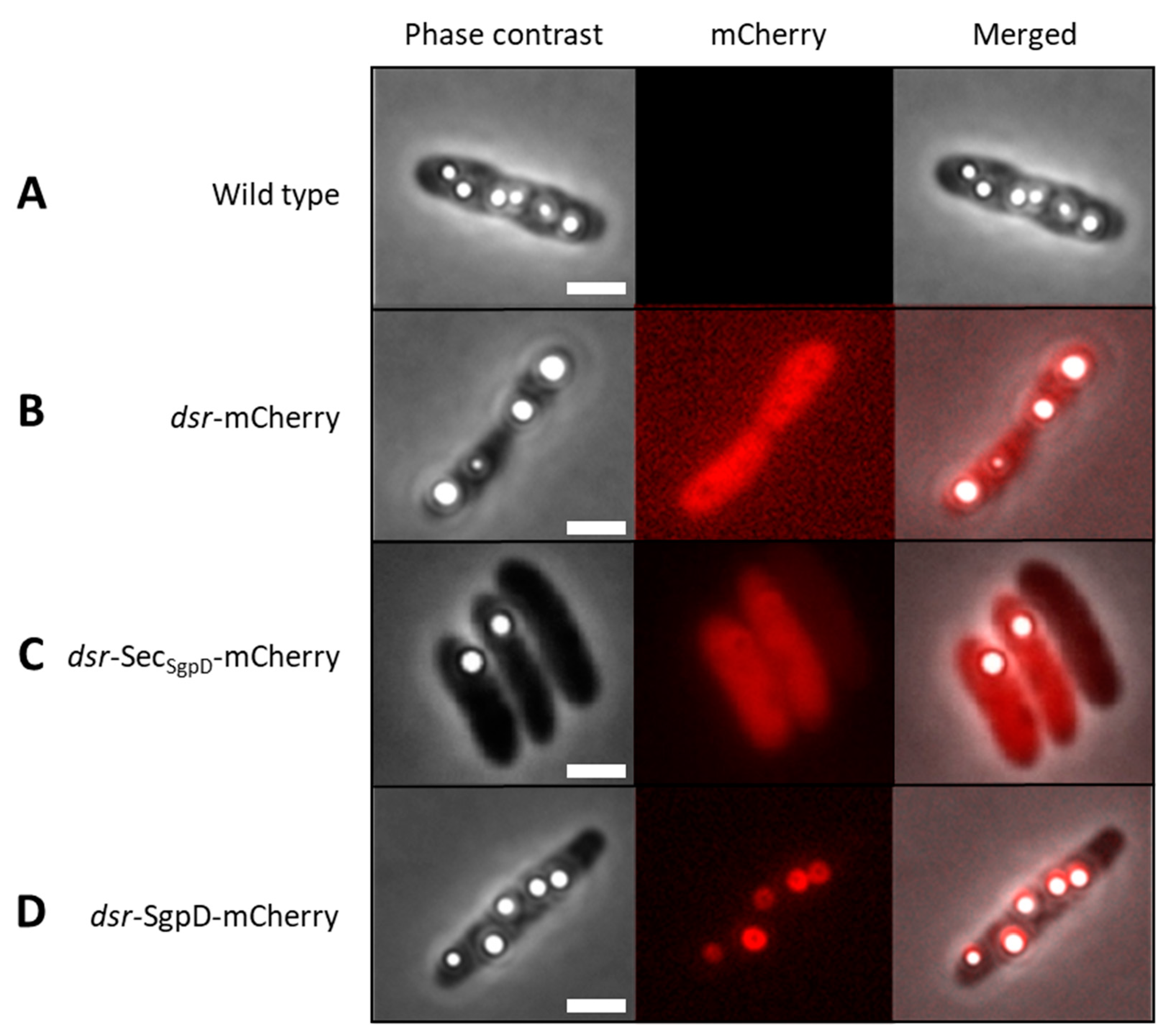 Preprints 77135 g001