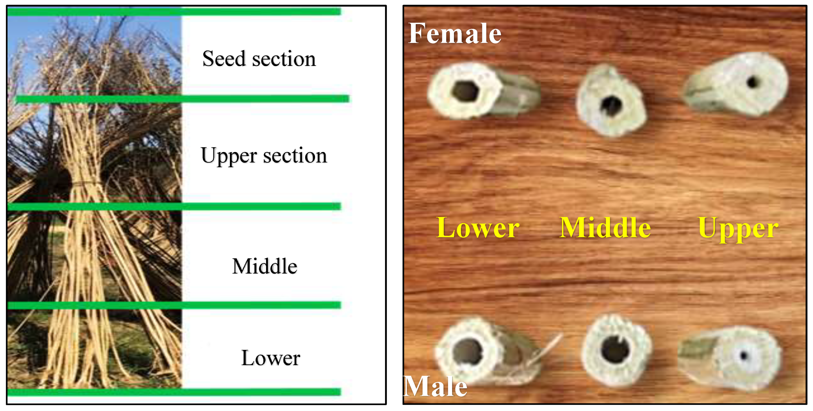 Preprints 148322 g001