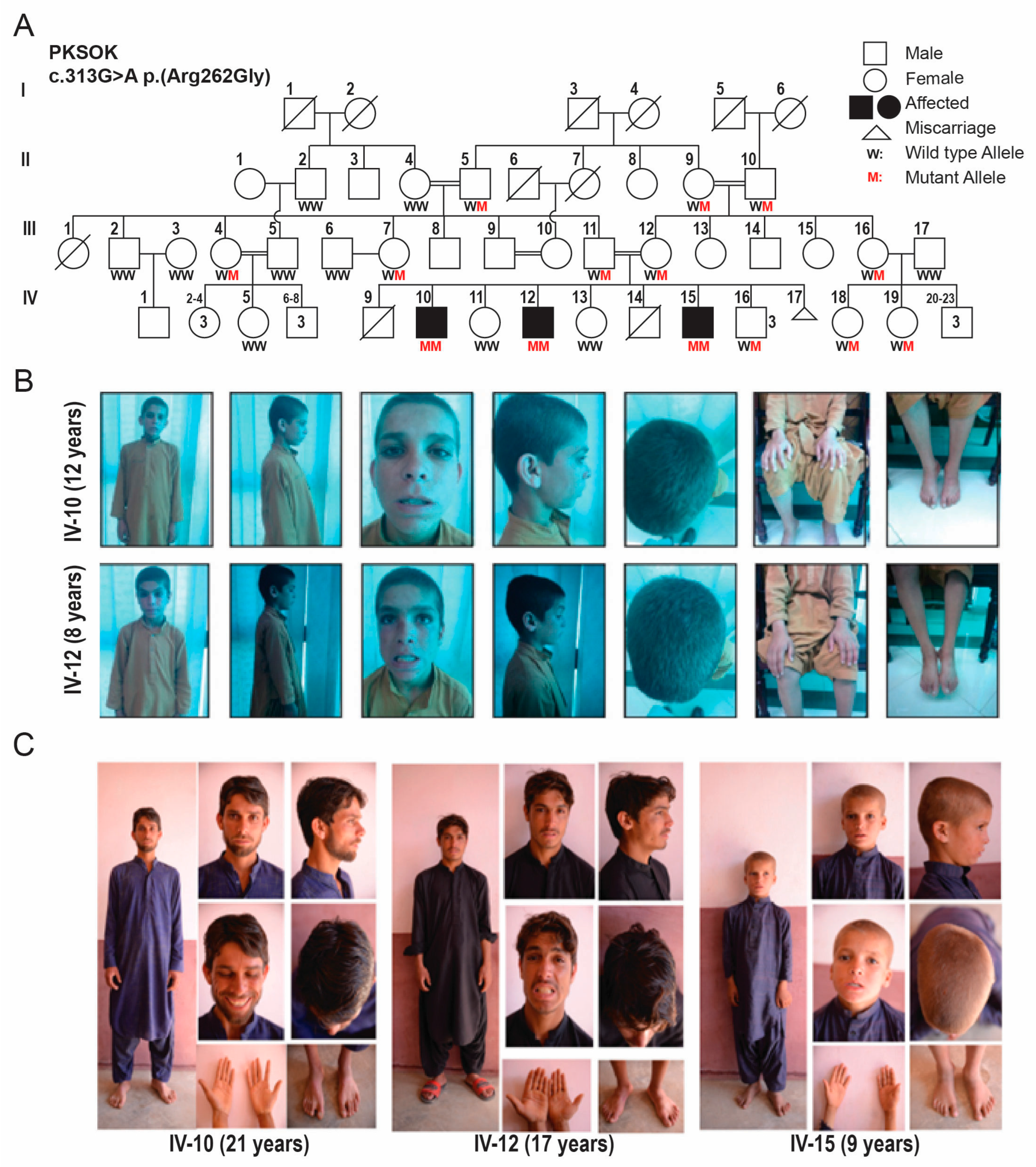 Preprints 198466 g001