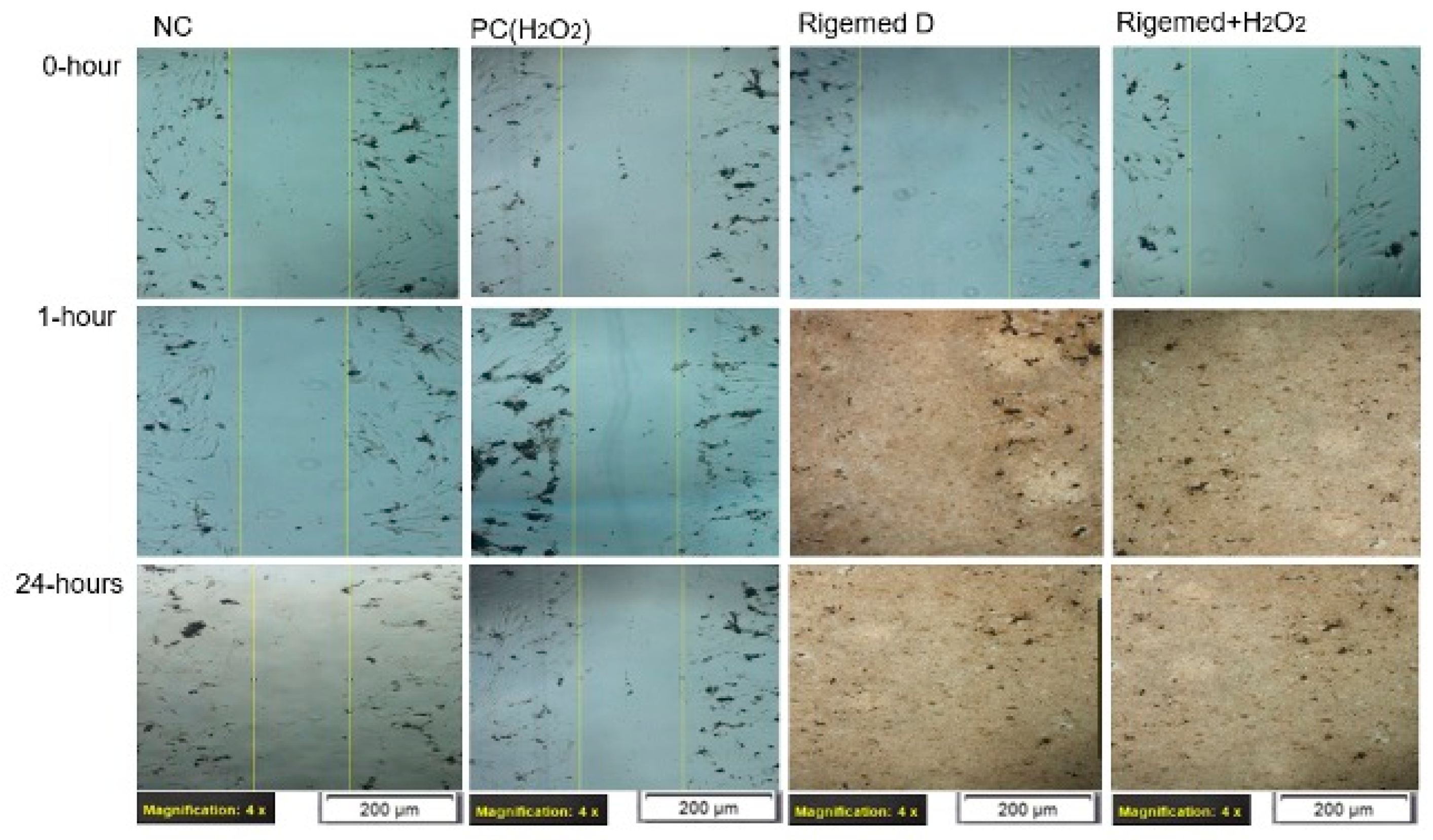 Preprints 97033 g003