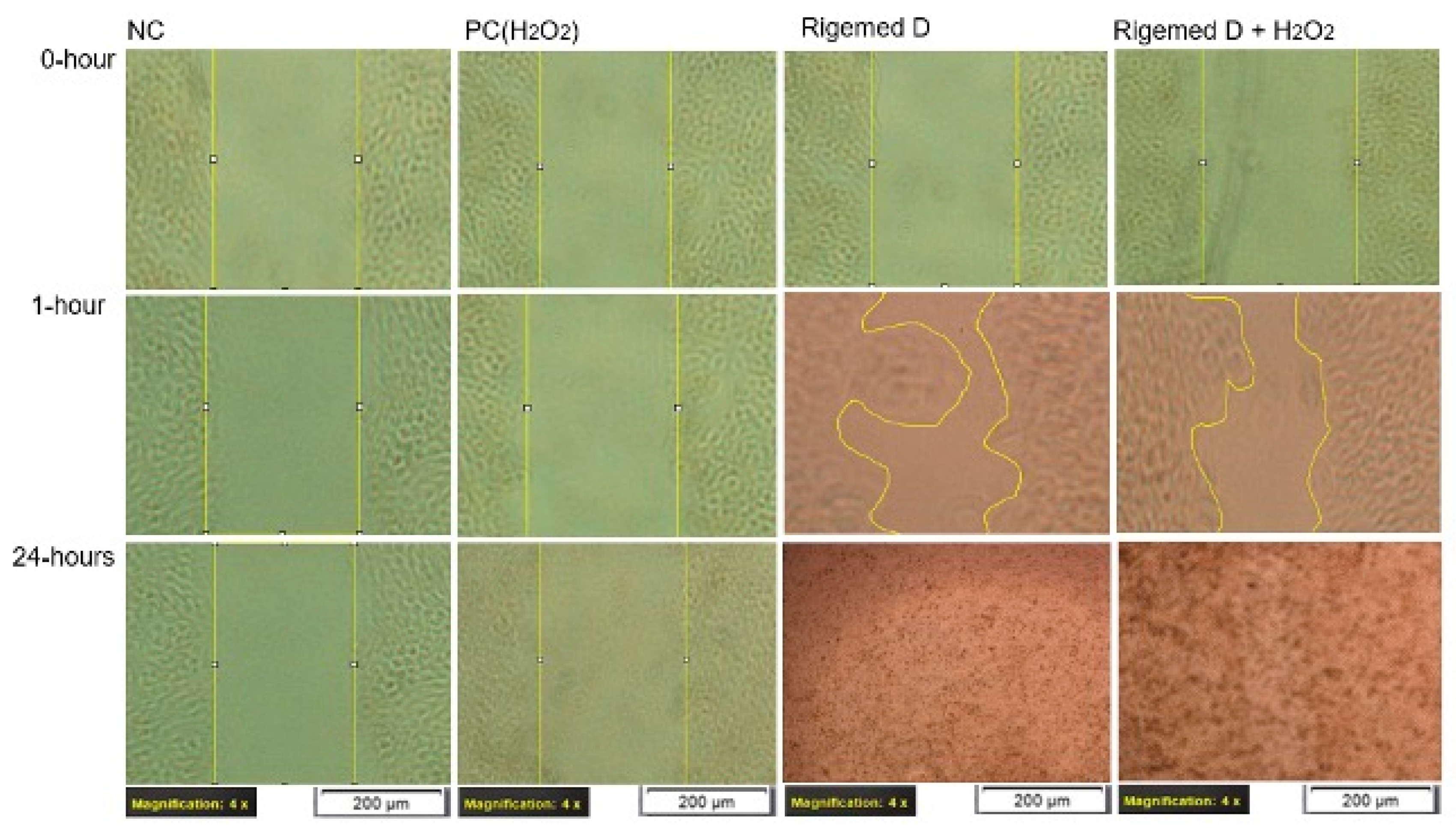 Preprints 97033 g005