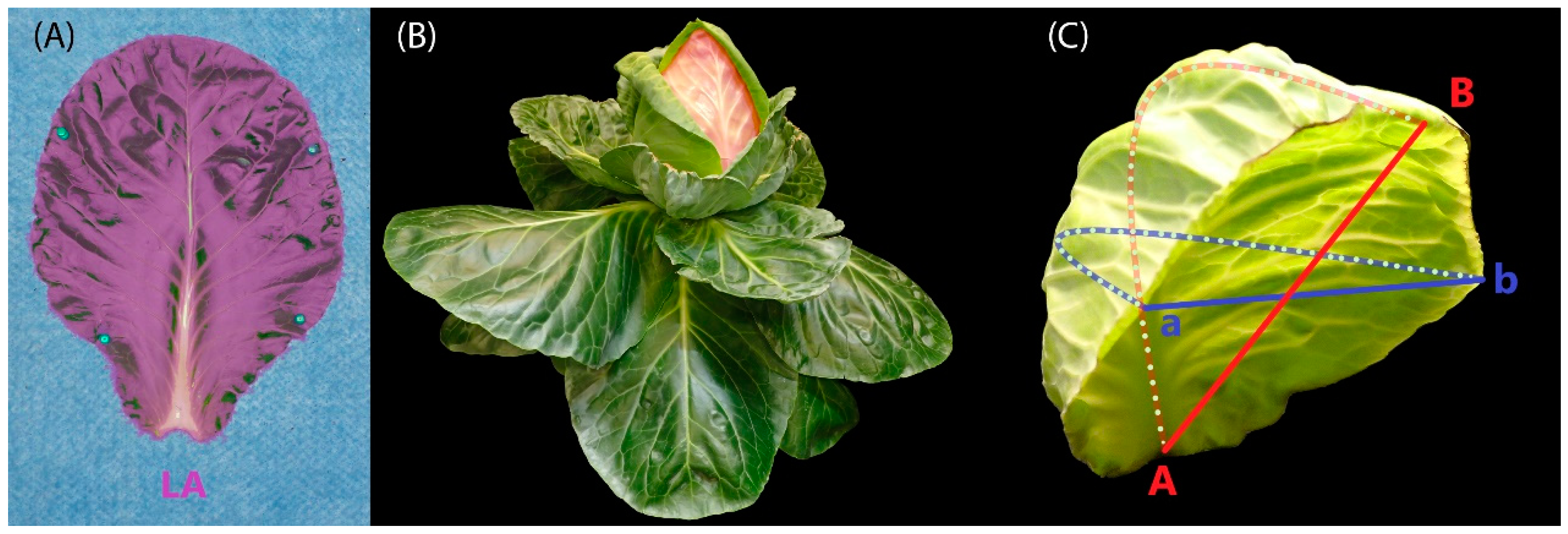 Preprints 99434 g002