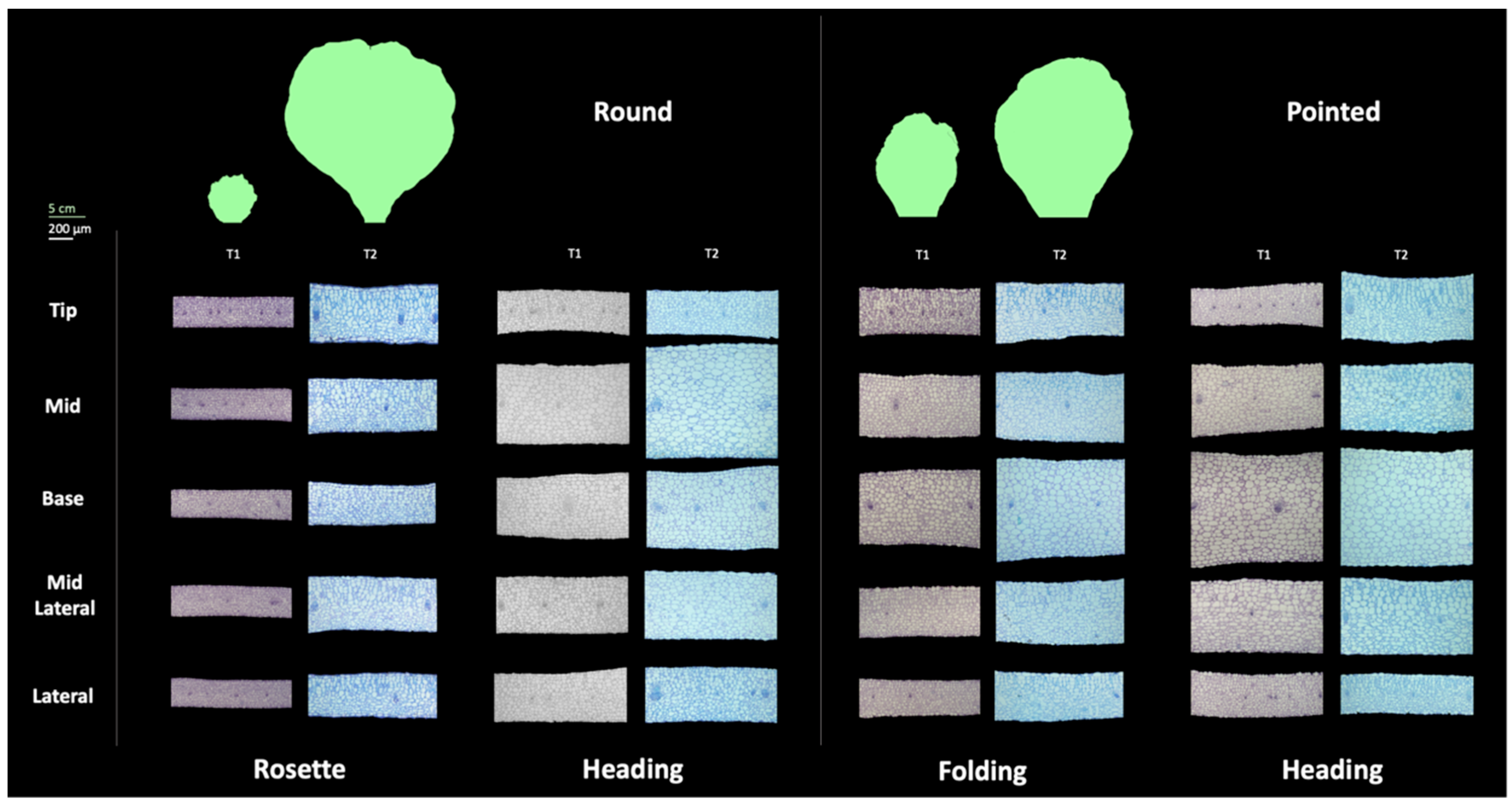 Preprints 99434 g006