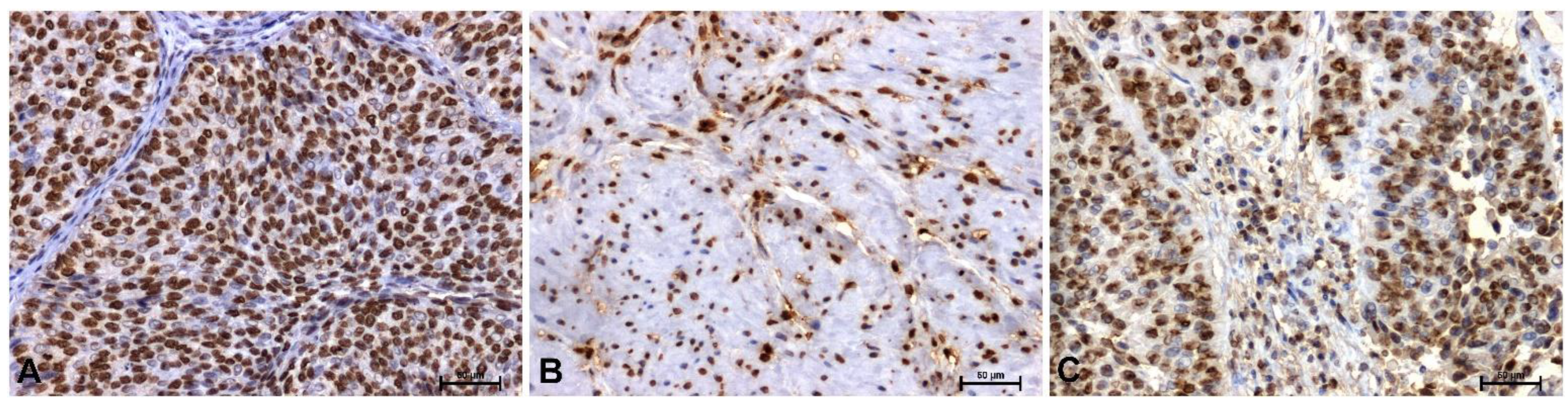 Preprints 195700 g001