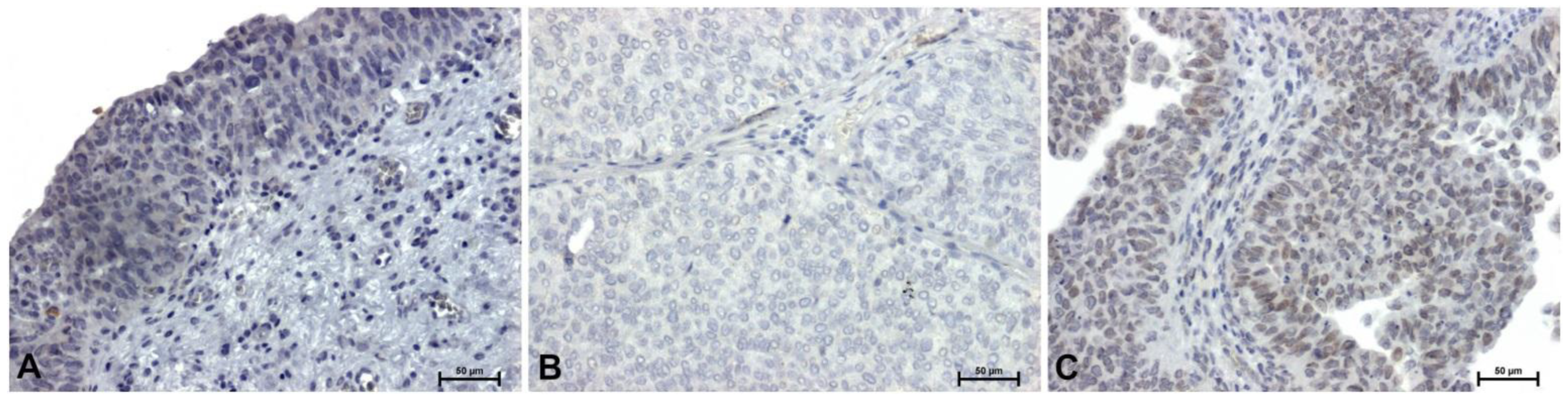 Preprints 195700 g002