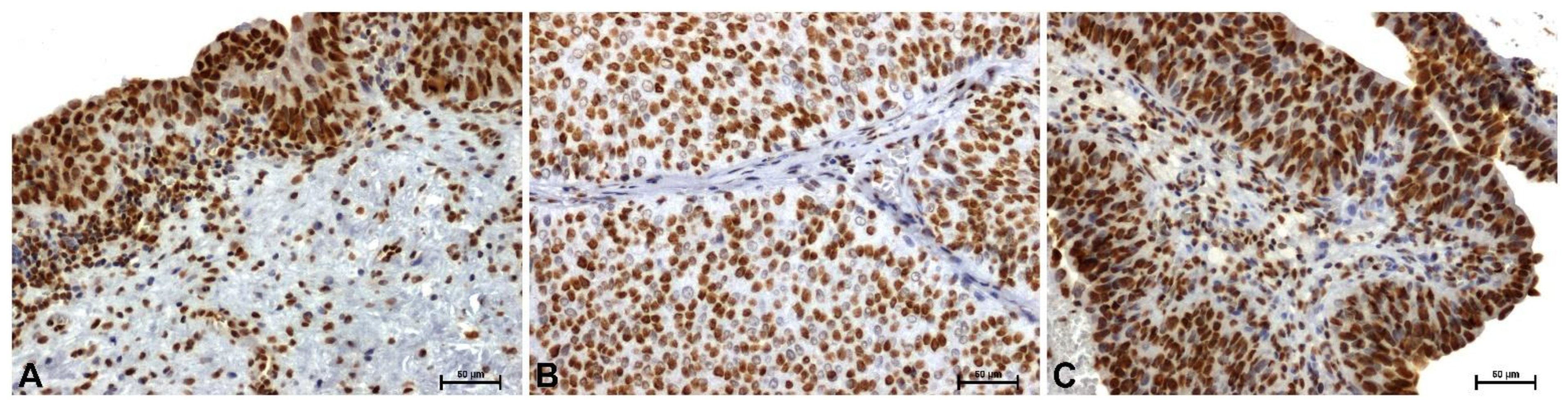 Preprints 195700 g003