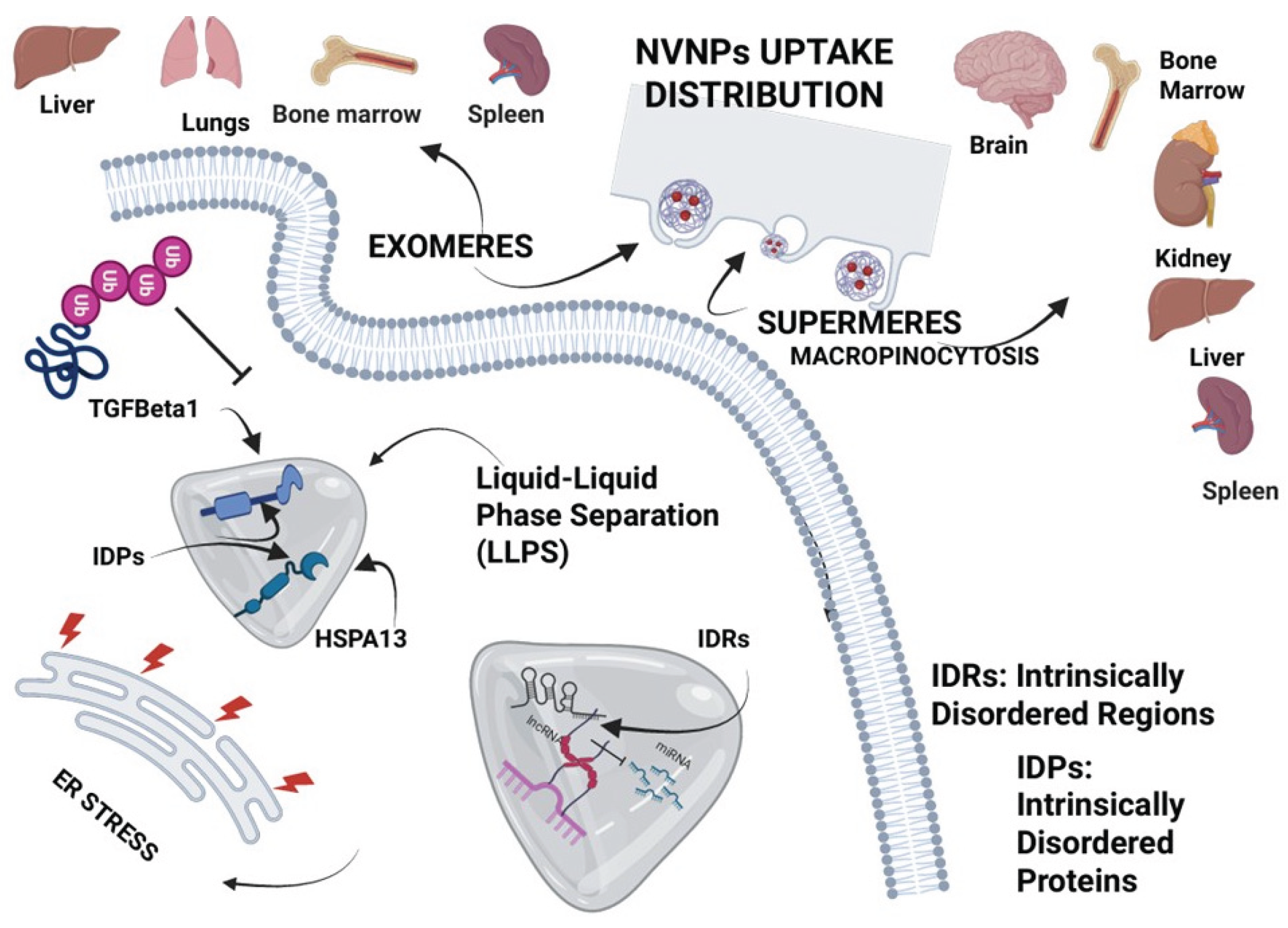 Preprints 188639 g004