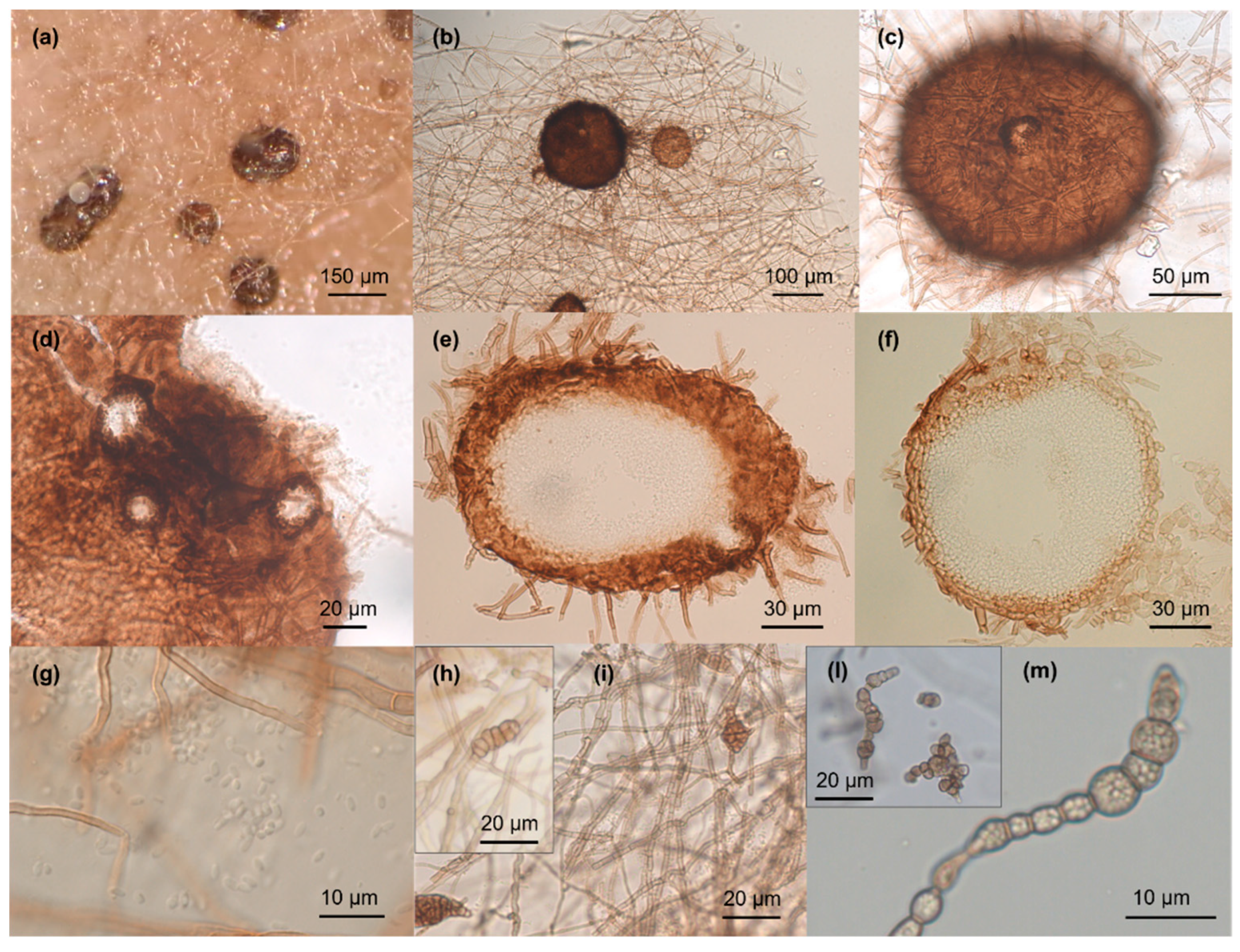 Preprints 180690 g003